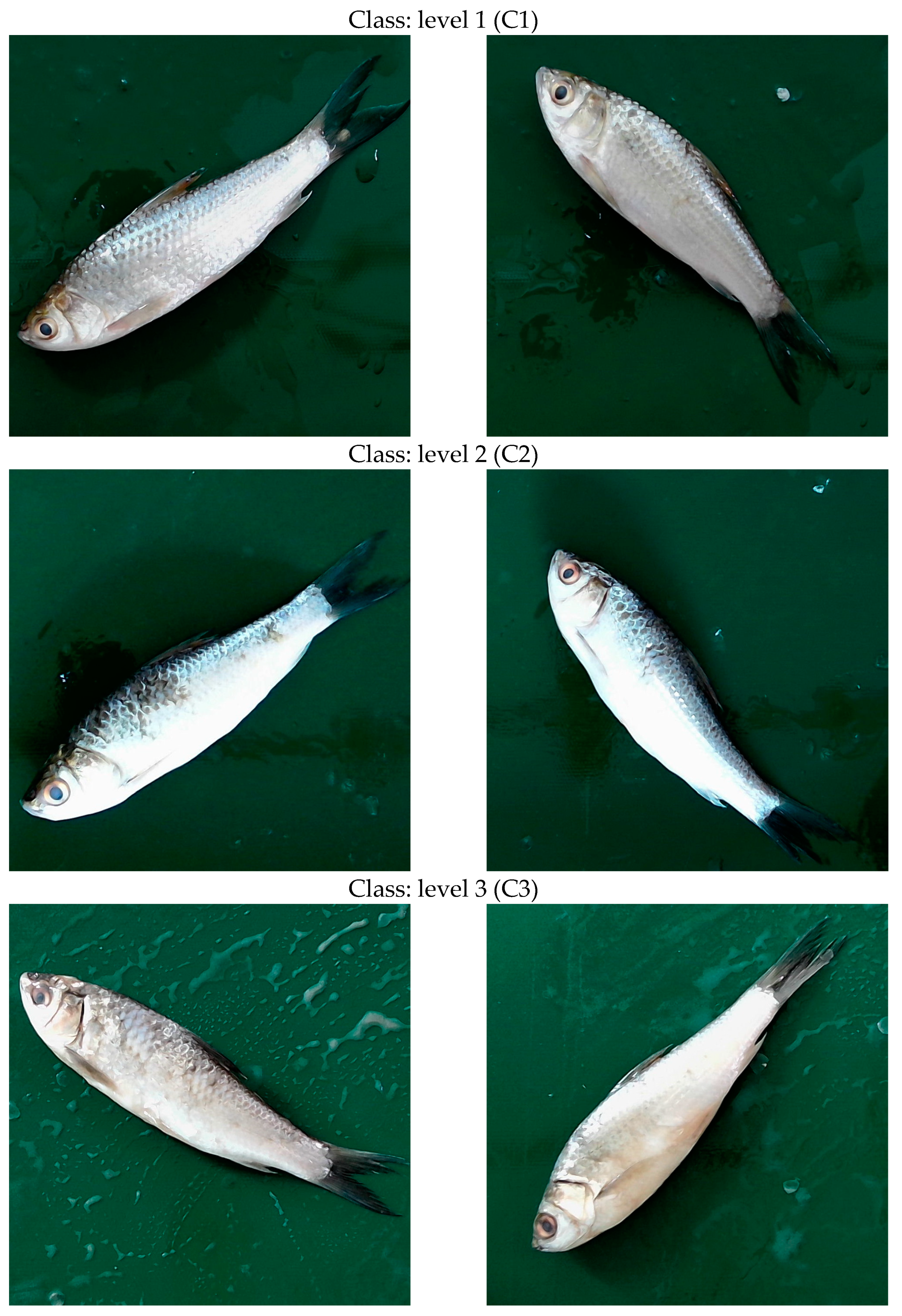 Computers 14 00105 g002