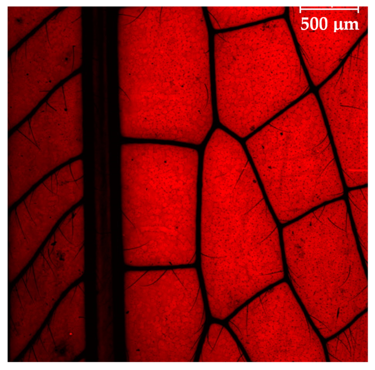 Condensedmatter 08 00103 g006