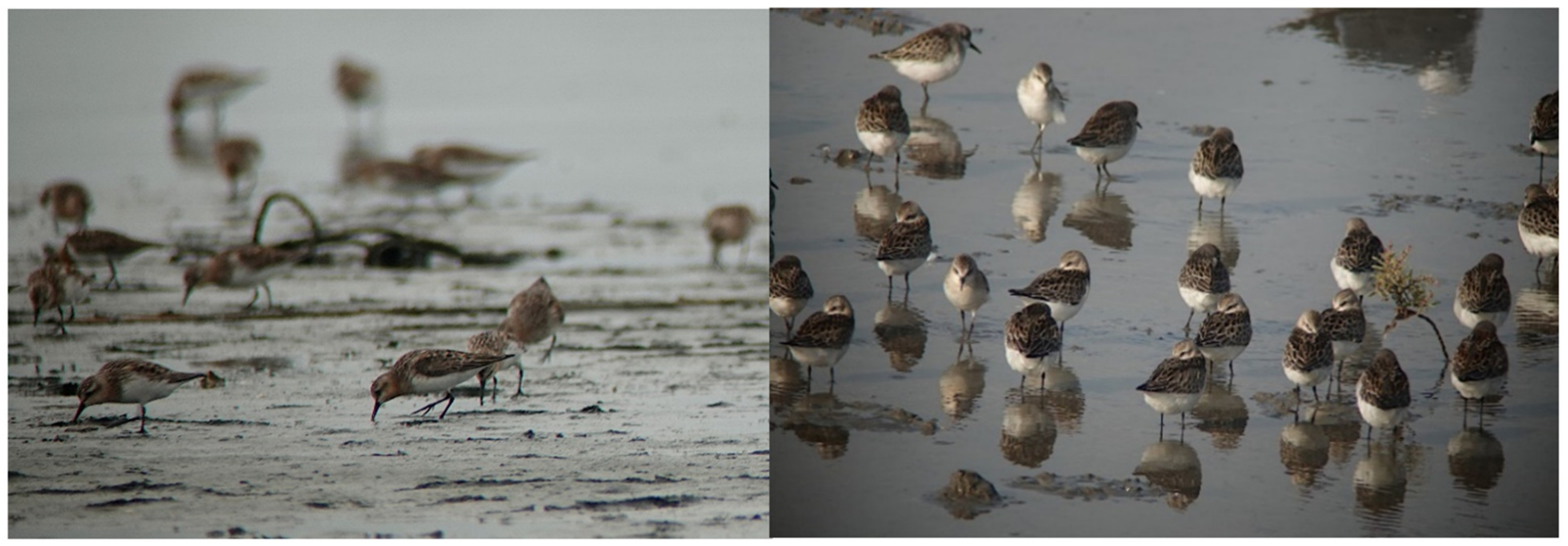 Conservation 02 00036 g006