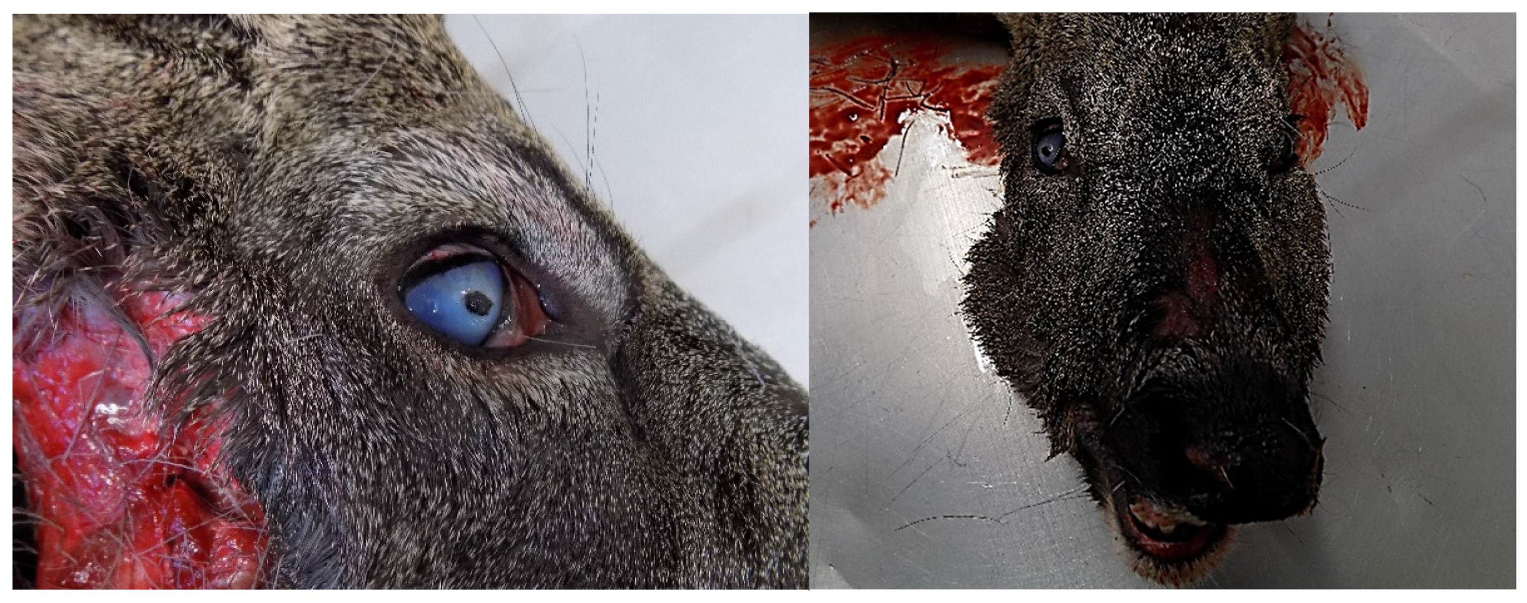 Conservation 03 00009 g004