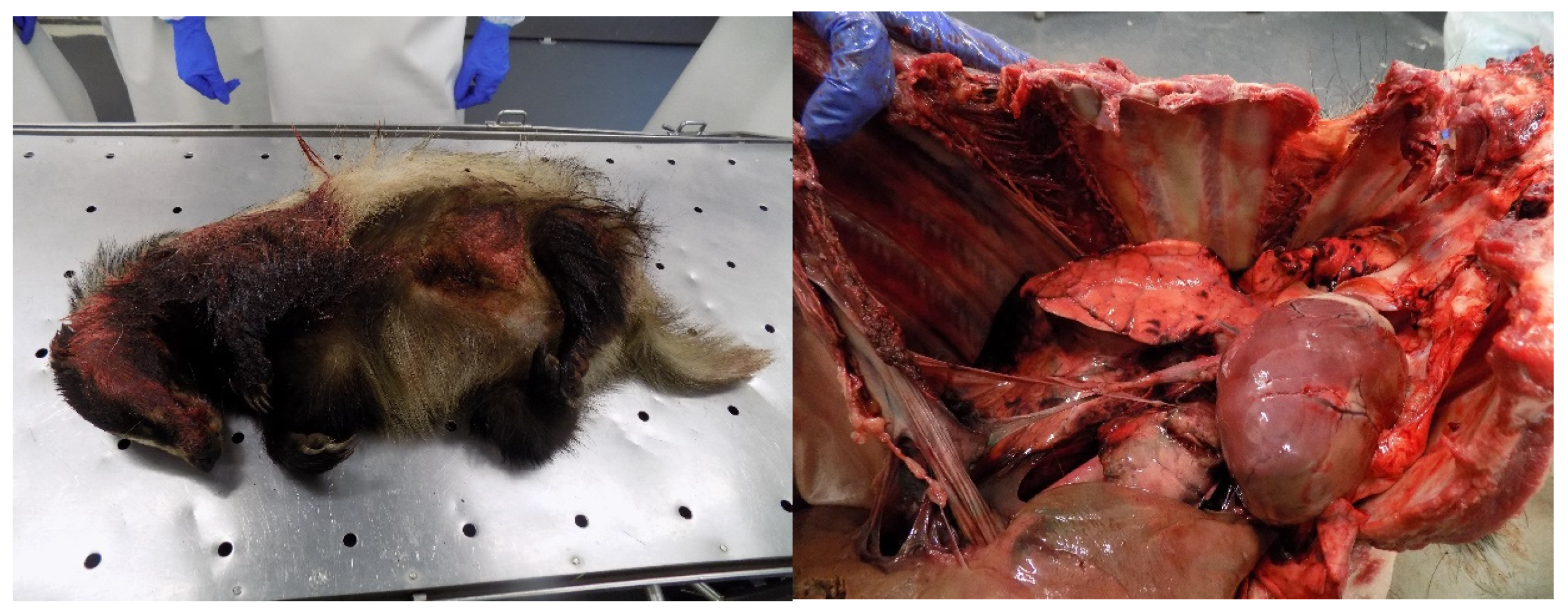 Conservation 03 00009 g008