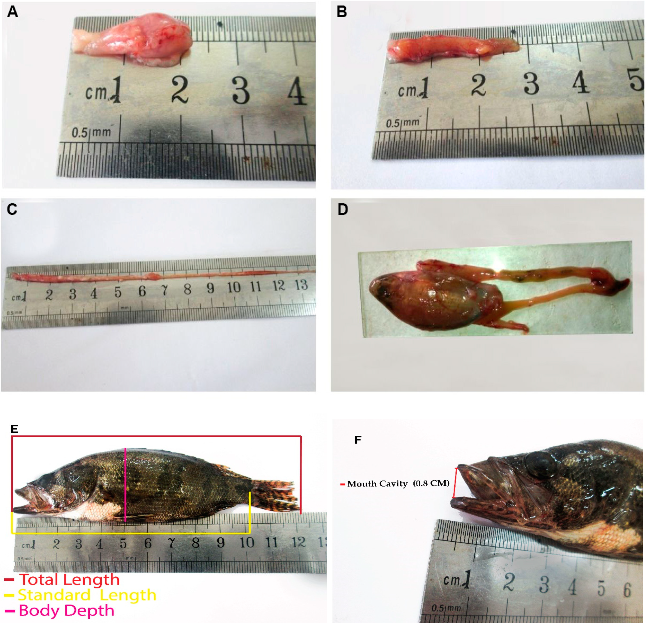 Conservation 03 00013 g002