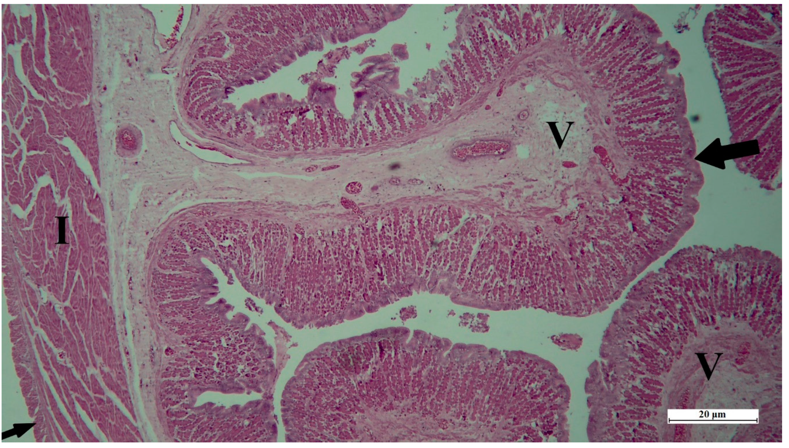 Conservation 03 00013 g005