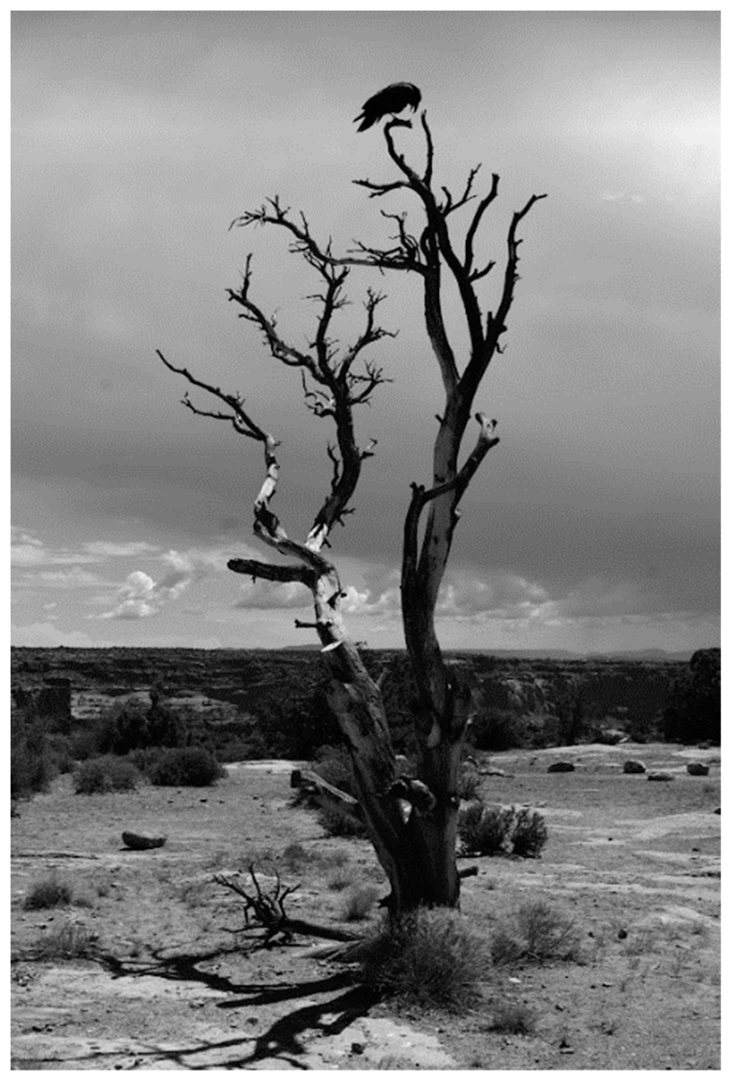 Conservation 04 00017 g003