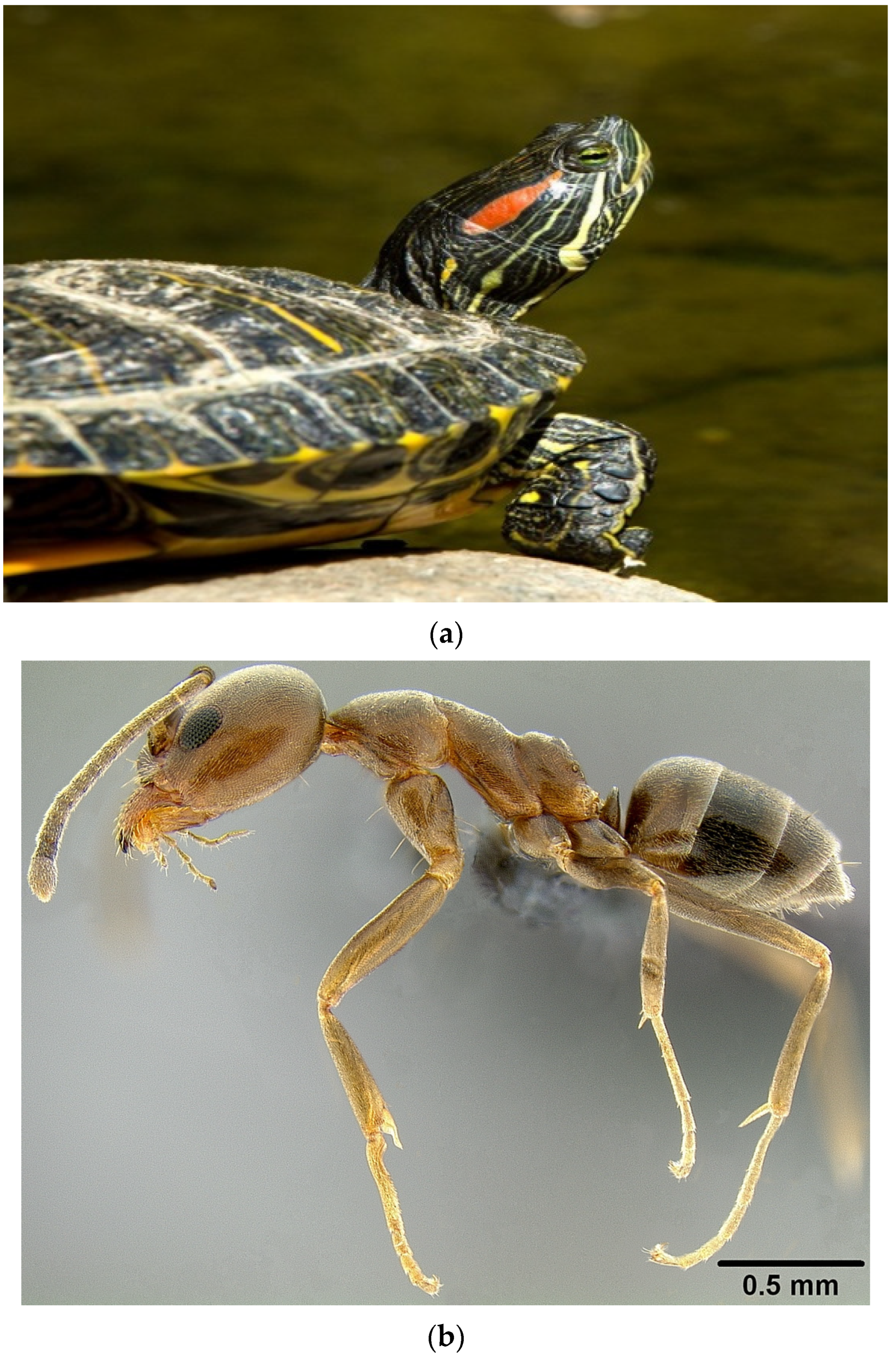 Conservation 04 00019 g001