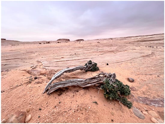 Conservation 05 00009 g0a3