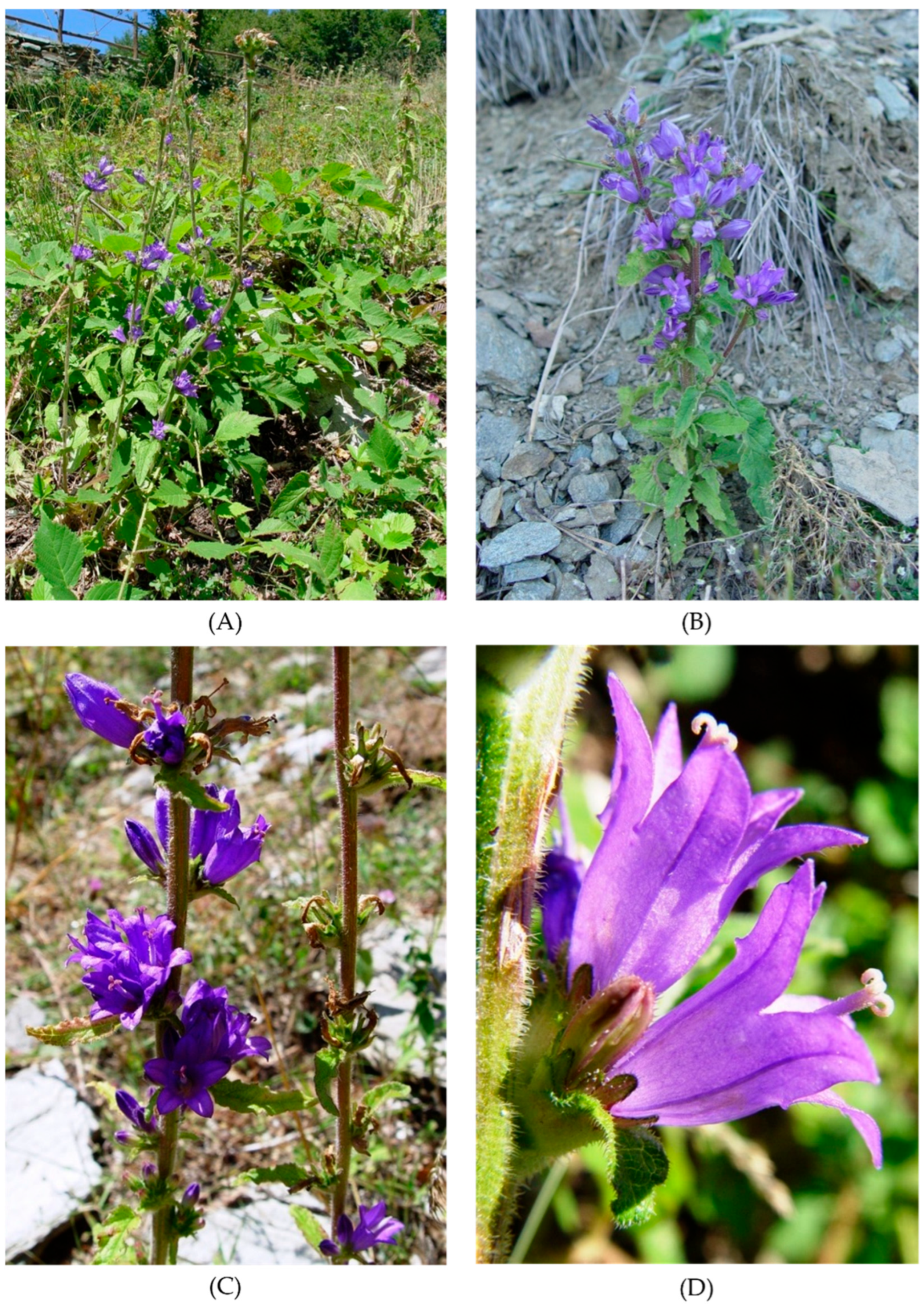 Conservation 05 00039 g001