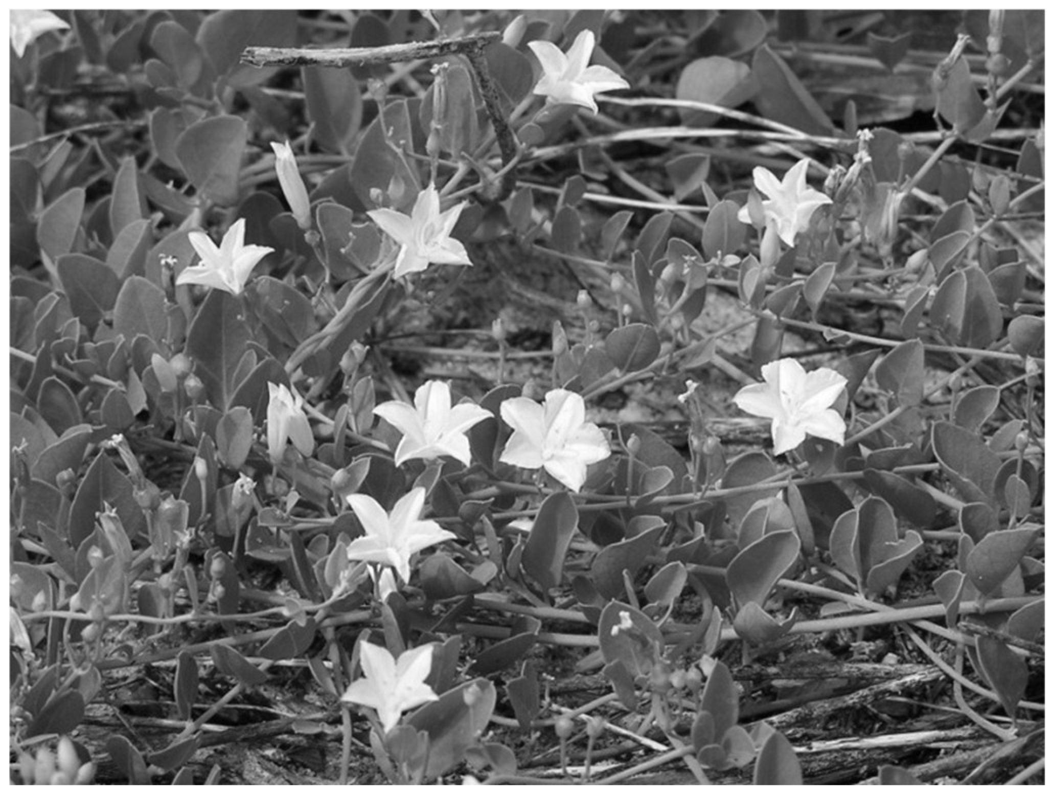 Conservation 05 00040 g001