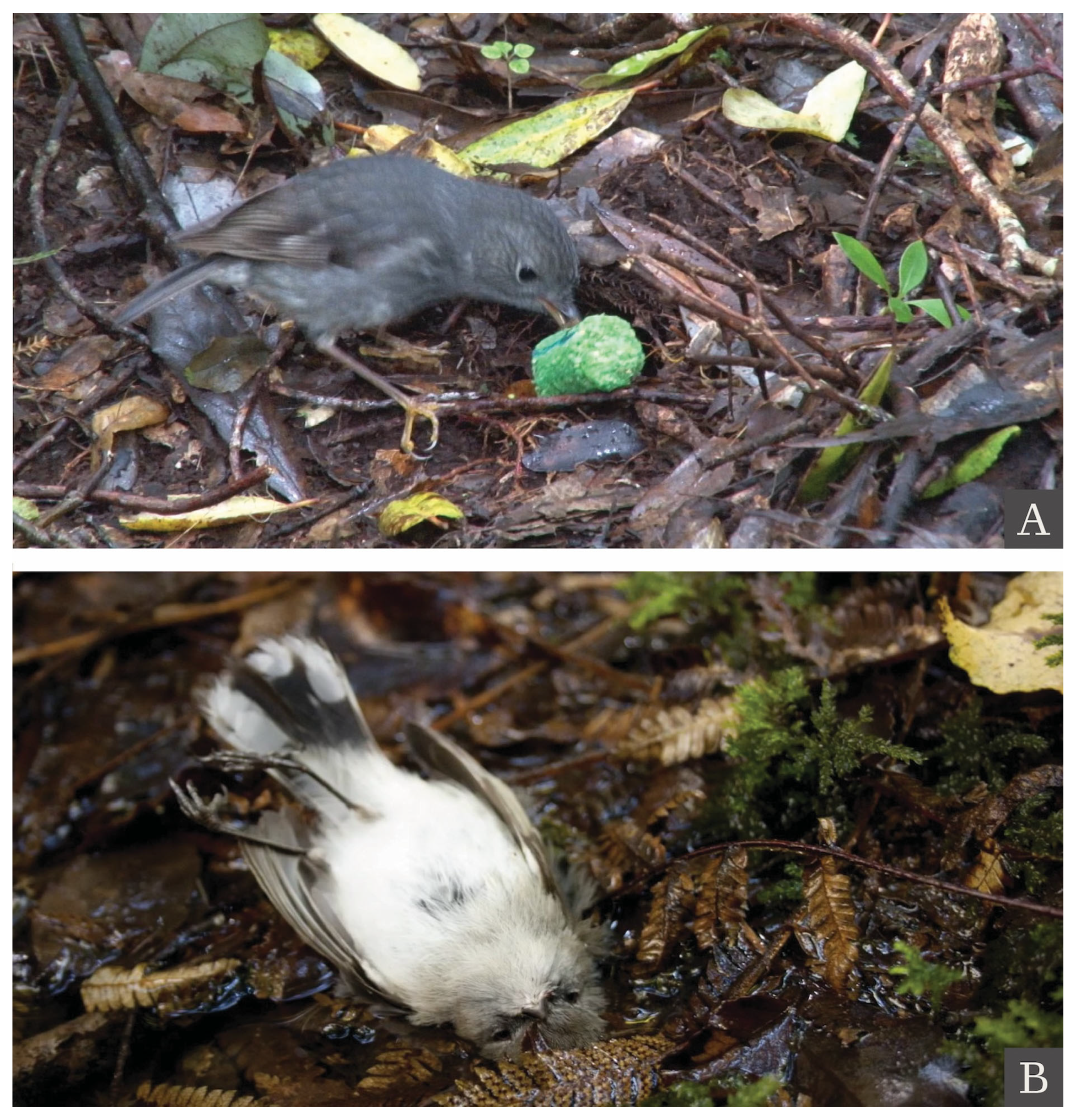 Conservation 05 00047 g005