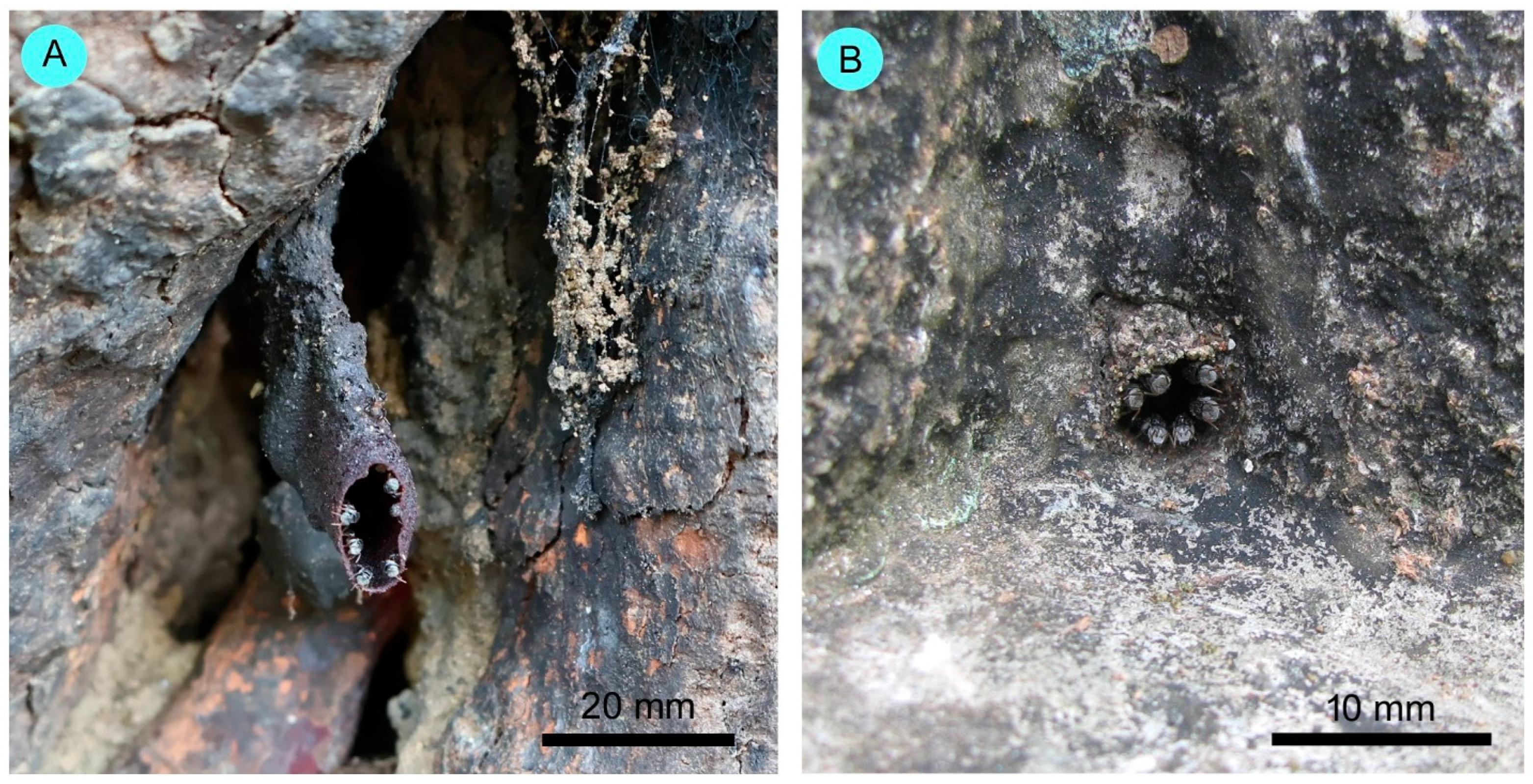 Conservation 05 00063 g002