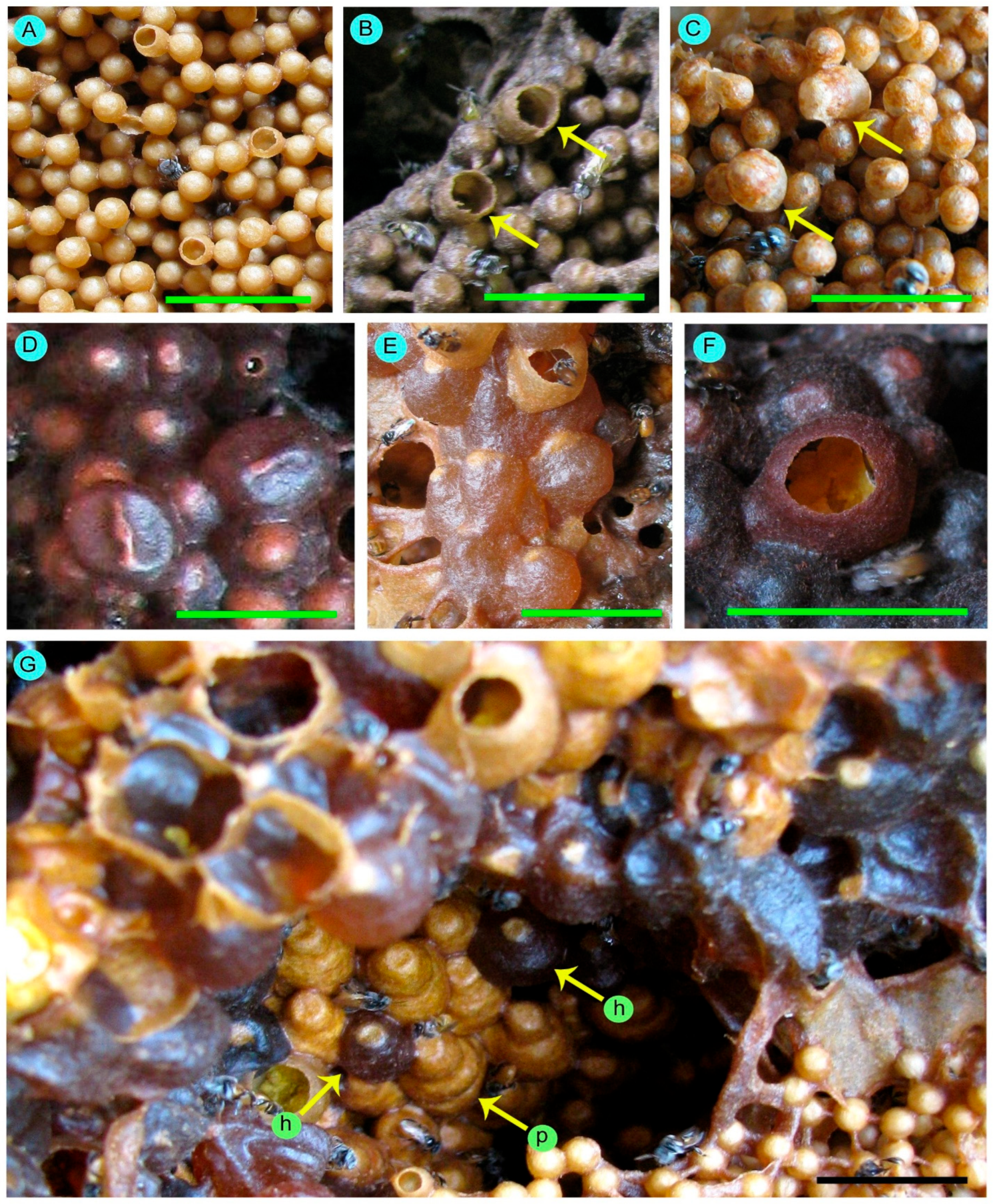 Conservation 05 00063 g004