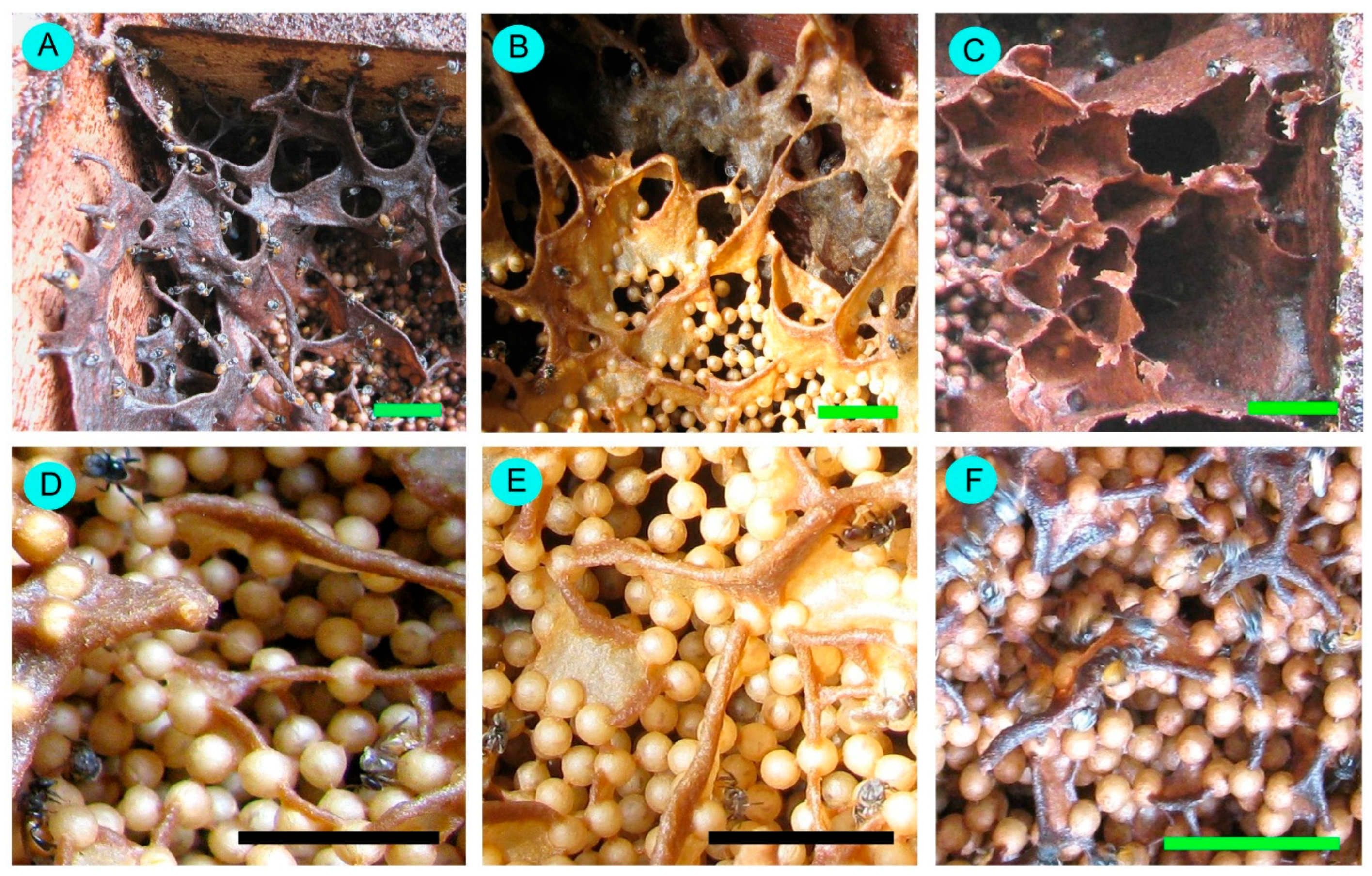 Conservation 05 00063 g005