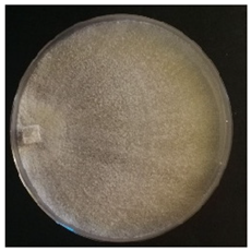 Conservation 05 00070 i002