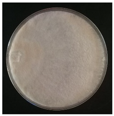 Conservation 05 00070 i005