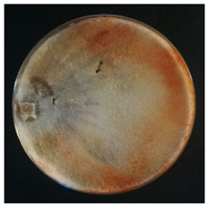 Conservation 05 00070 i008