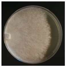 Conservation 05 00070 i010