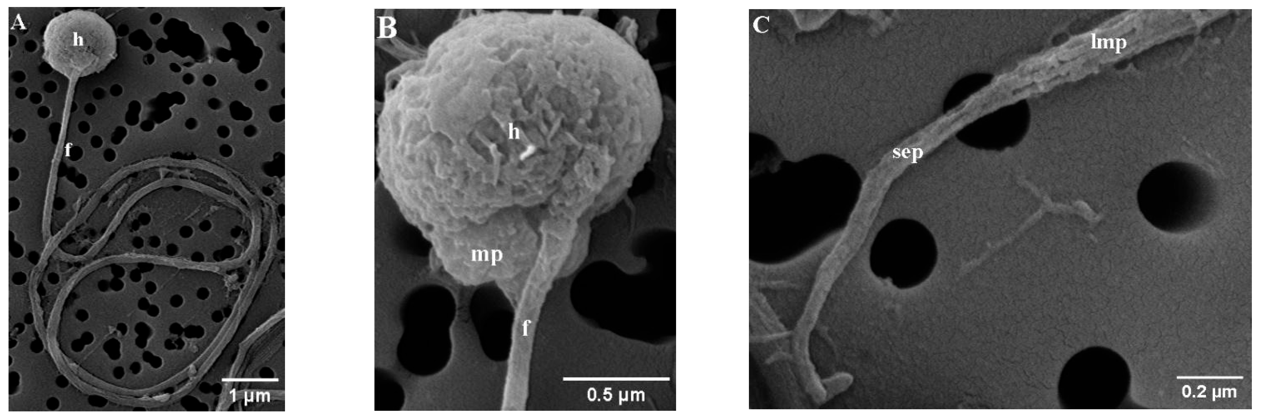 Conservation 06 00014 g001 Conservation 06 00014 g001
