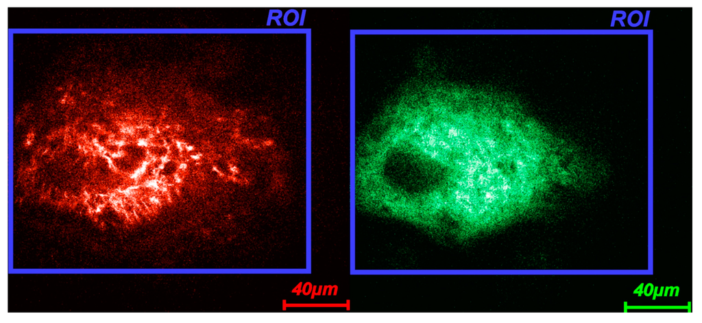 Cosmetics 01 00211 g001 1024