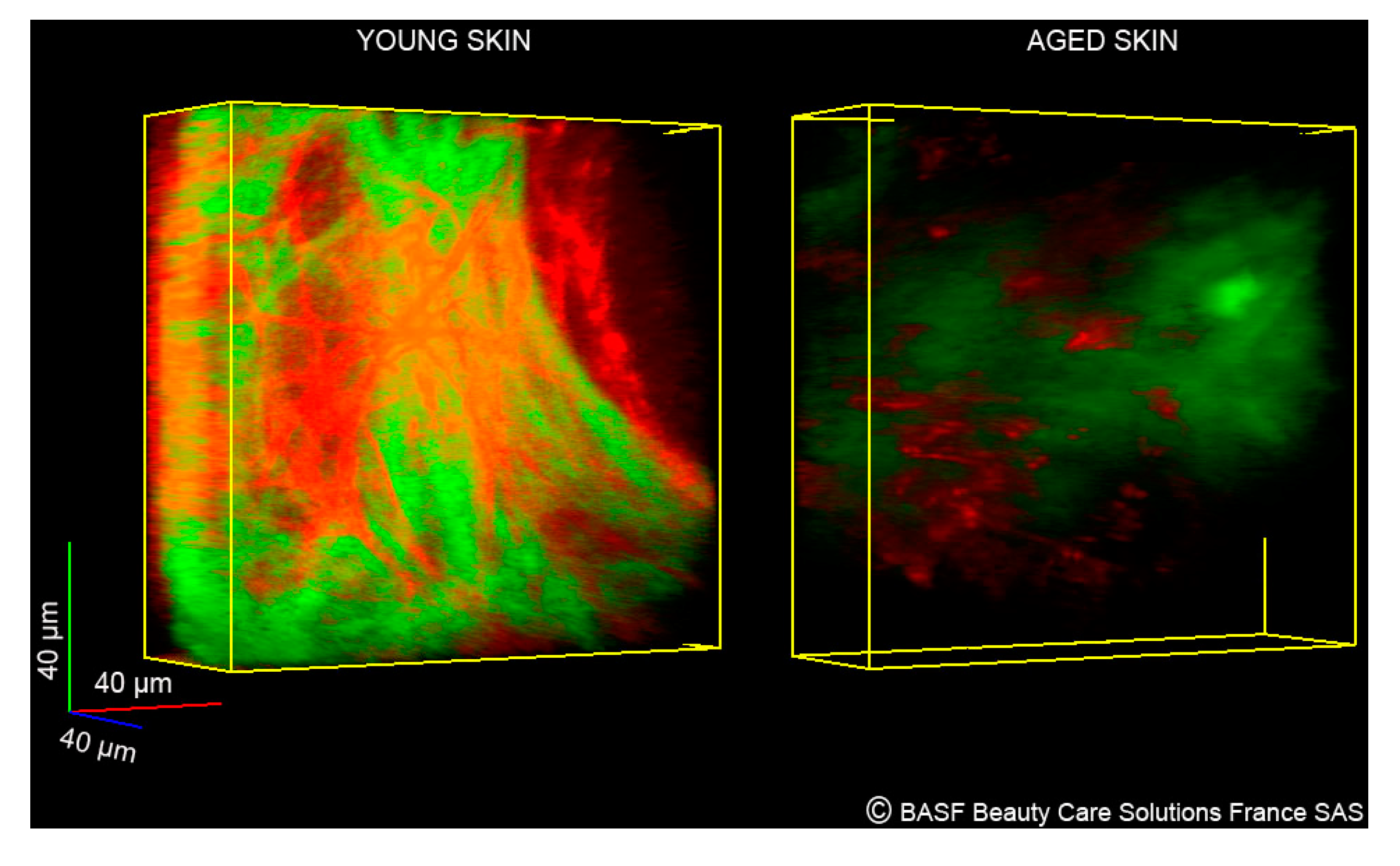 Cosmetics 01 00211 g006