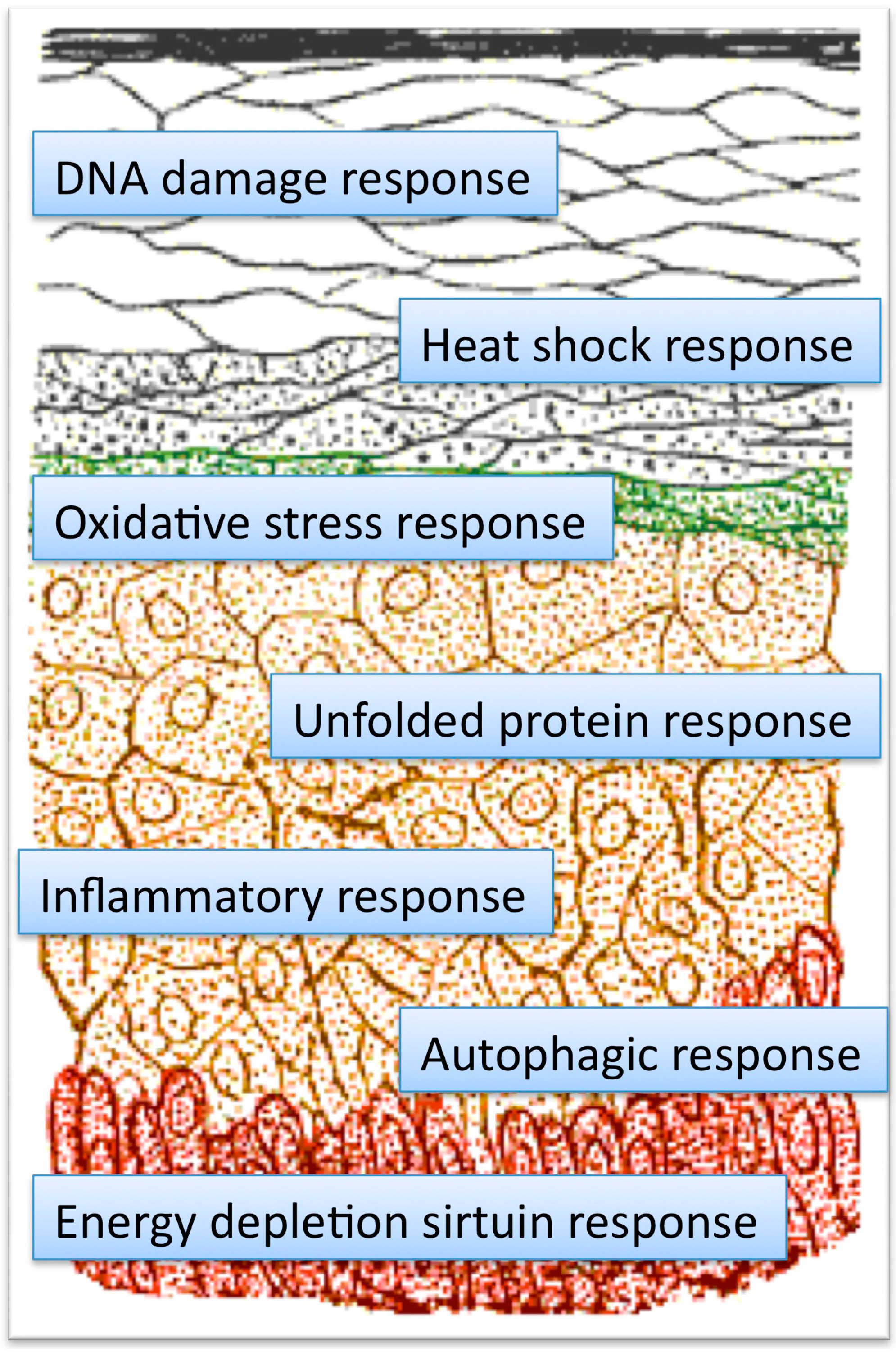 Cosmetics 02 00011 g001