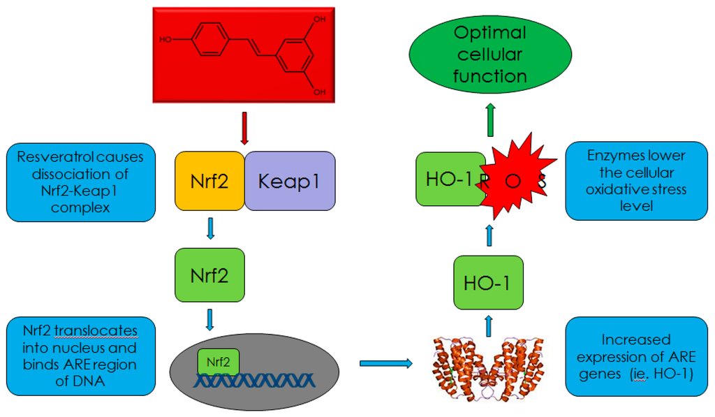 Cosmetics 02 00355 g001 1024