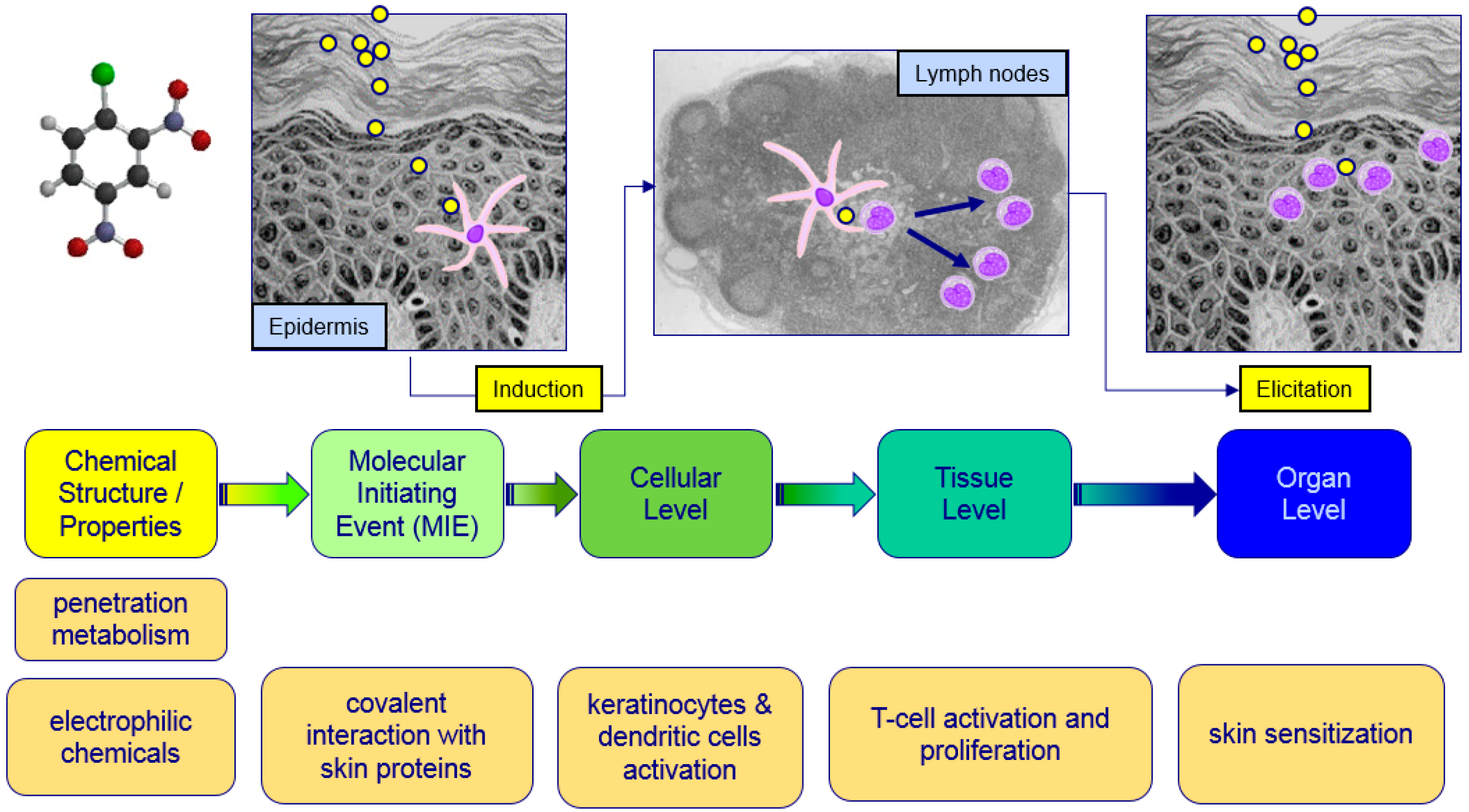 Cosmetics 03 00014 g001