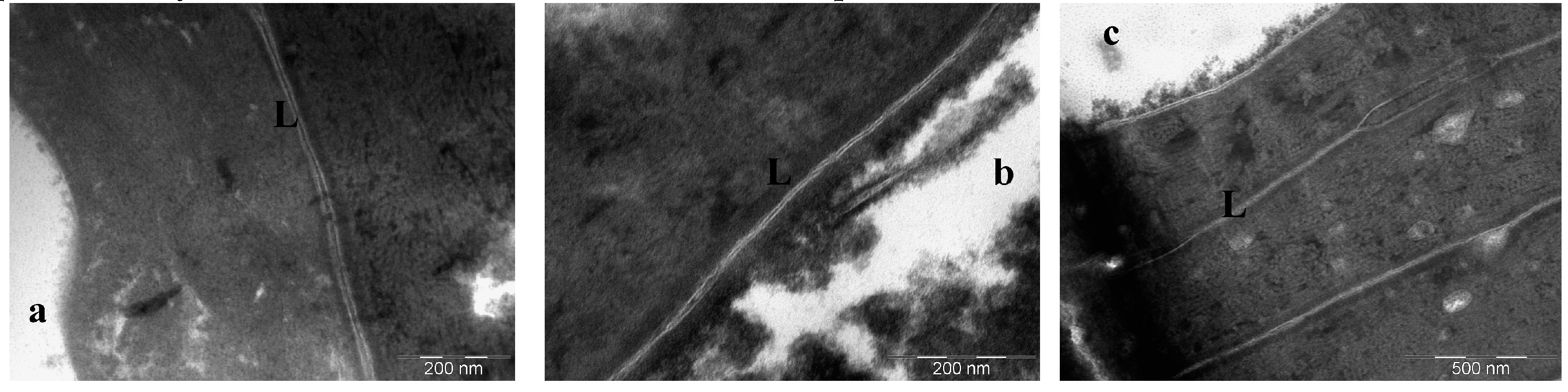 Cosmetics 03 00015 g006