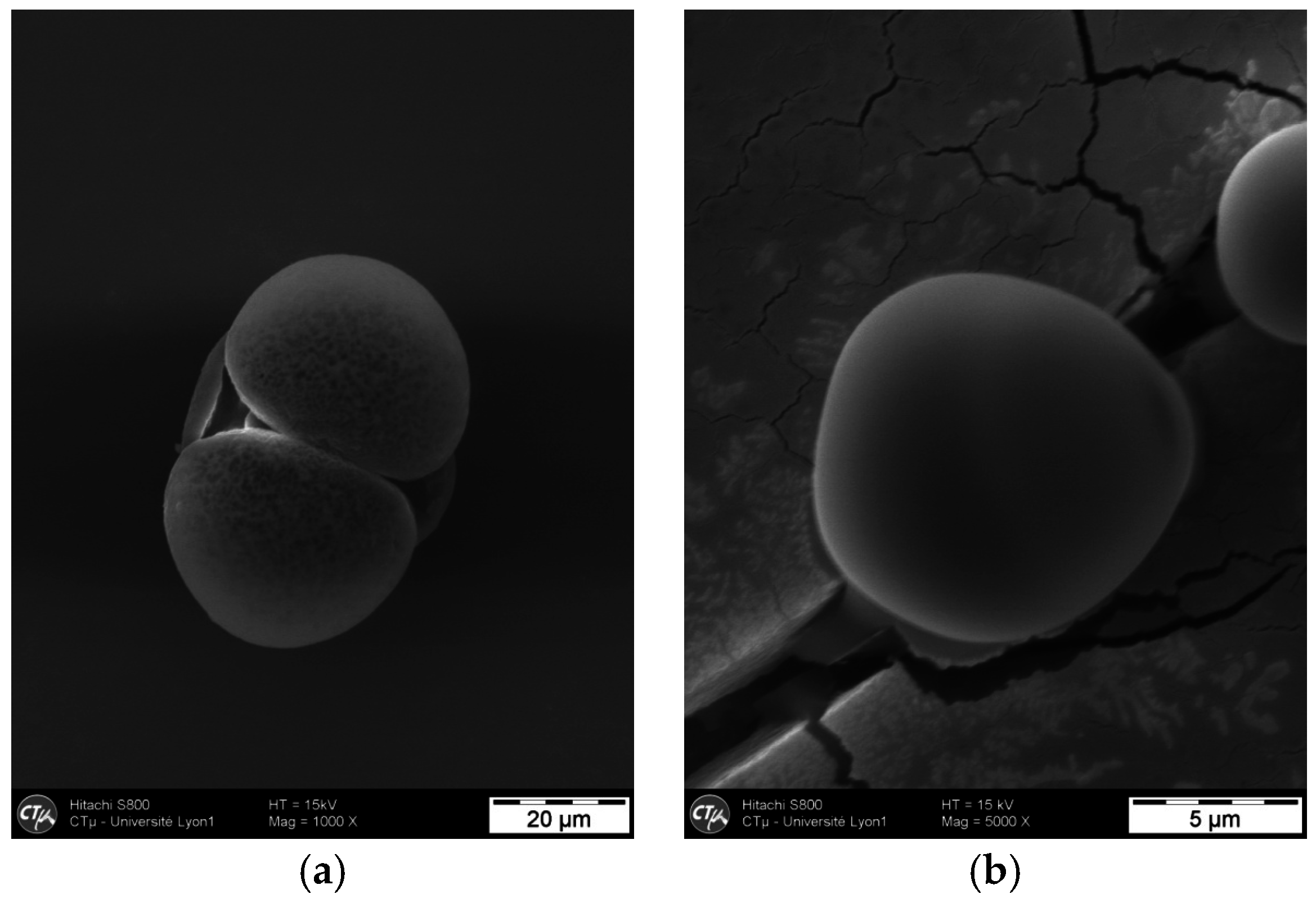 Cosmetics 03 00038 g003