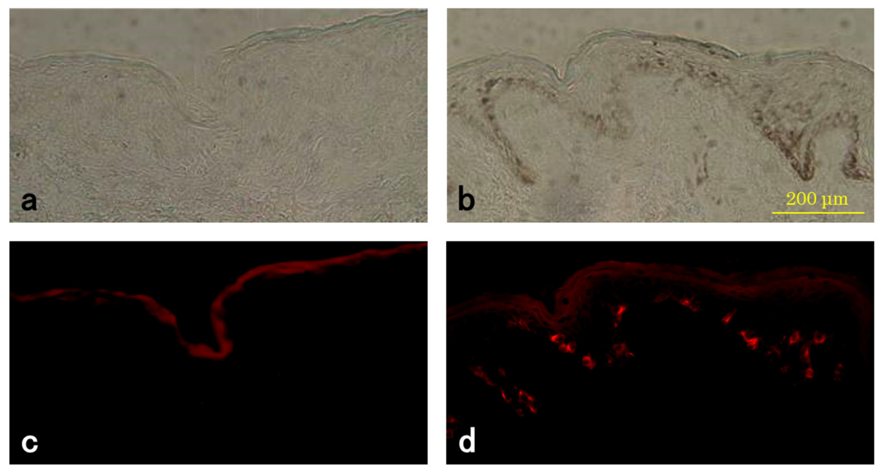 Cosmetics 04 00049 g003