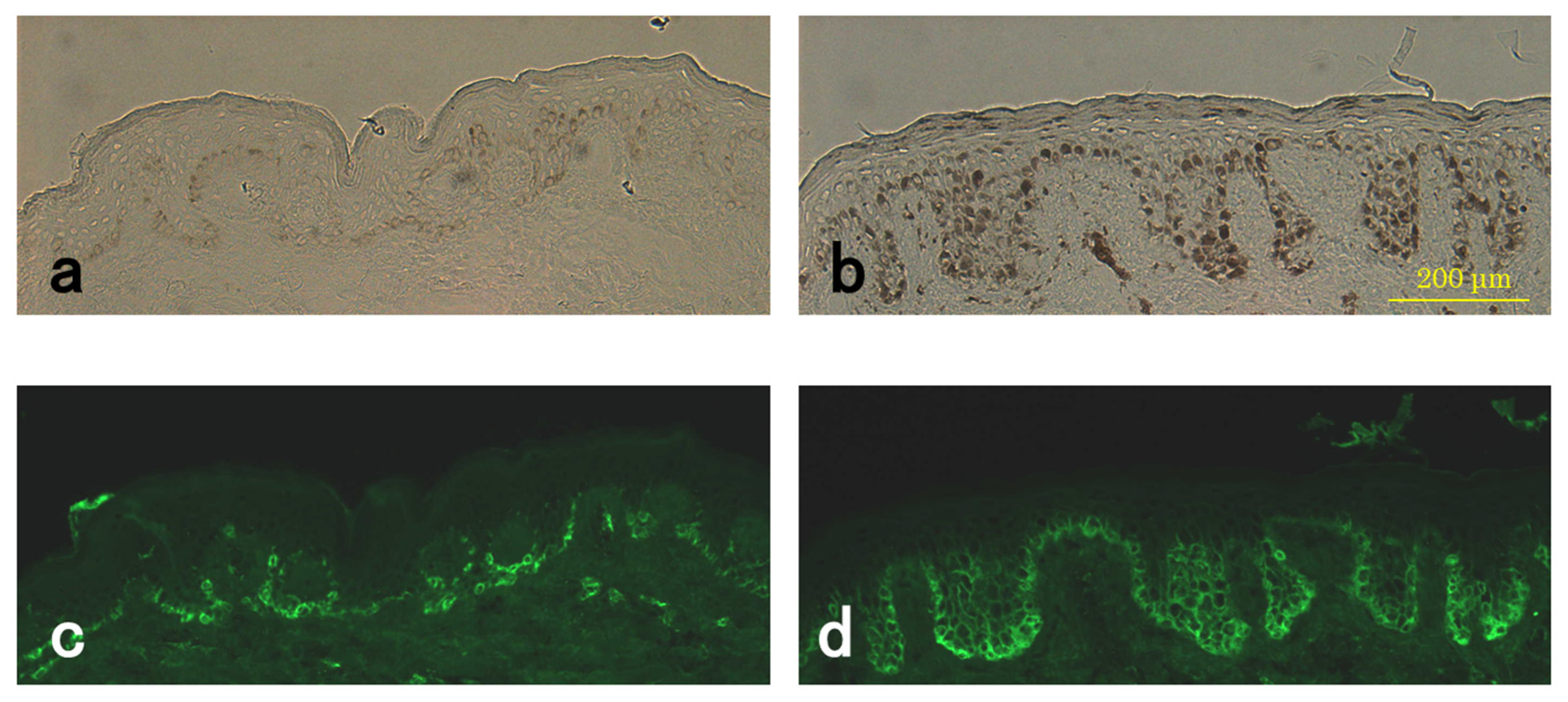Cosmetics 04 00049 g005