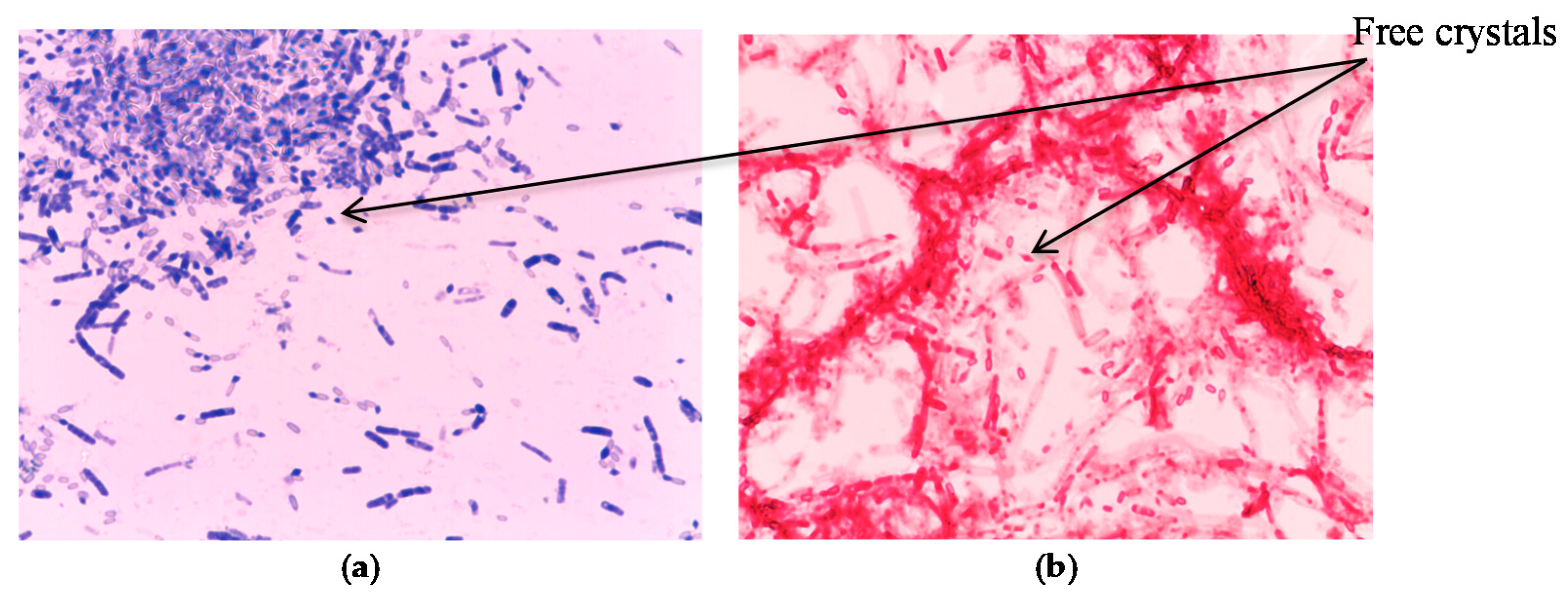 Cosmetics 04 00056 g002