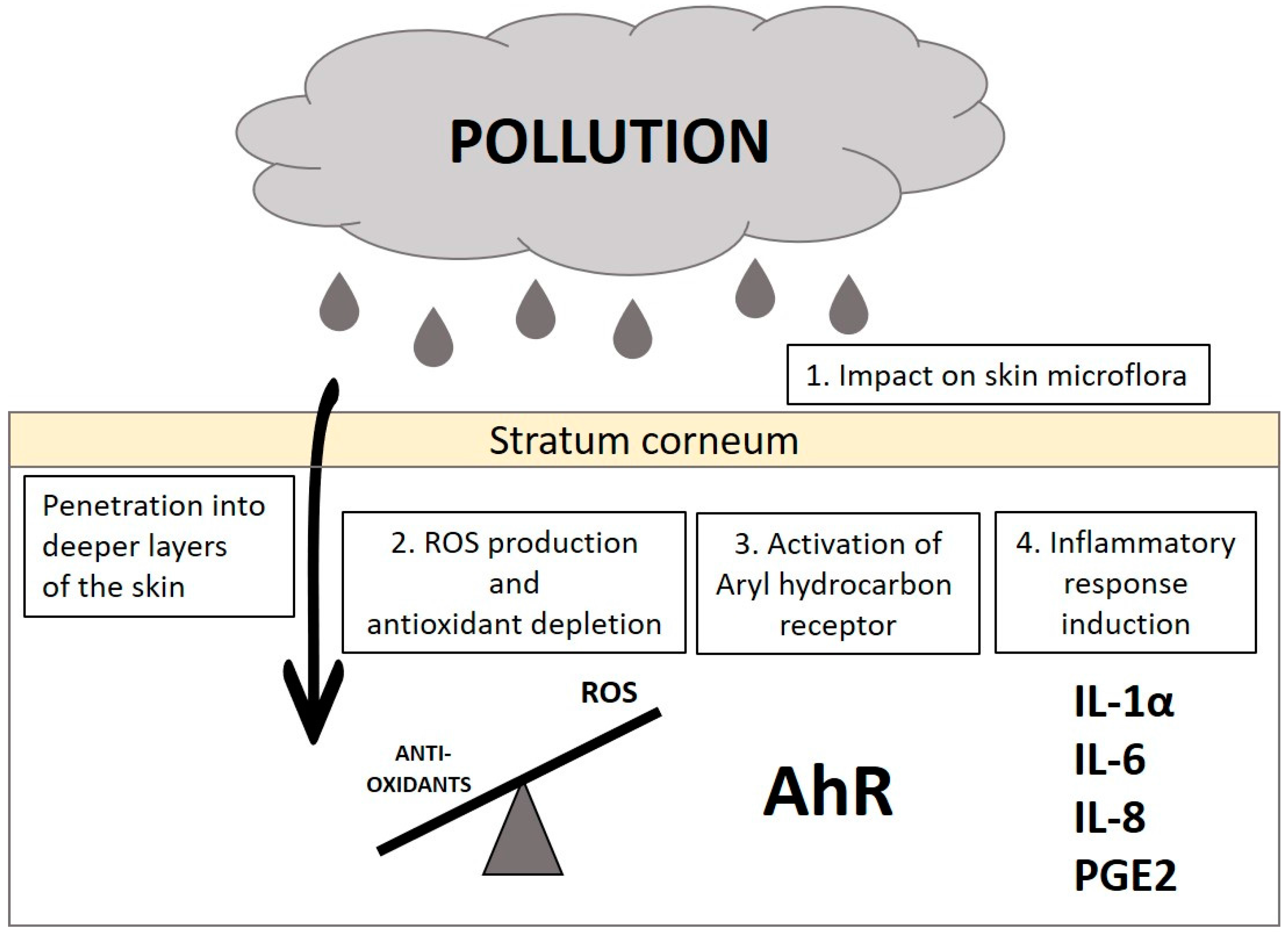 Cosmetics 05 00004 g001