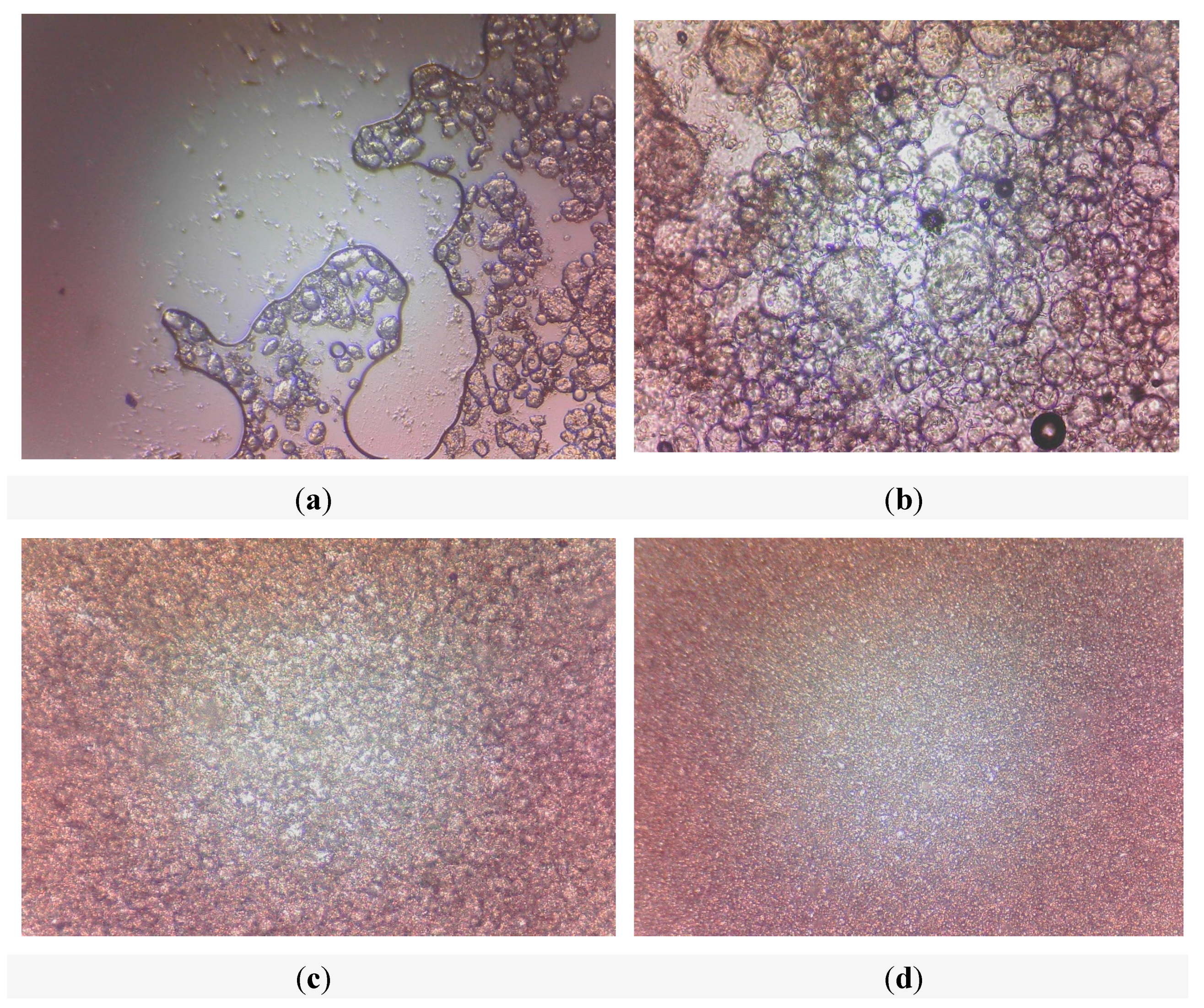 Cosmetics 05 00007 g007