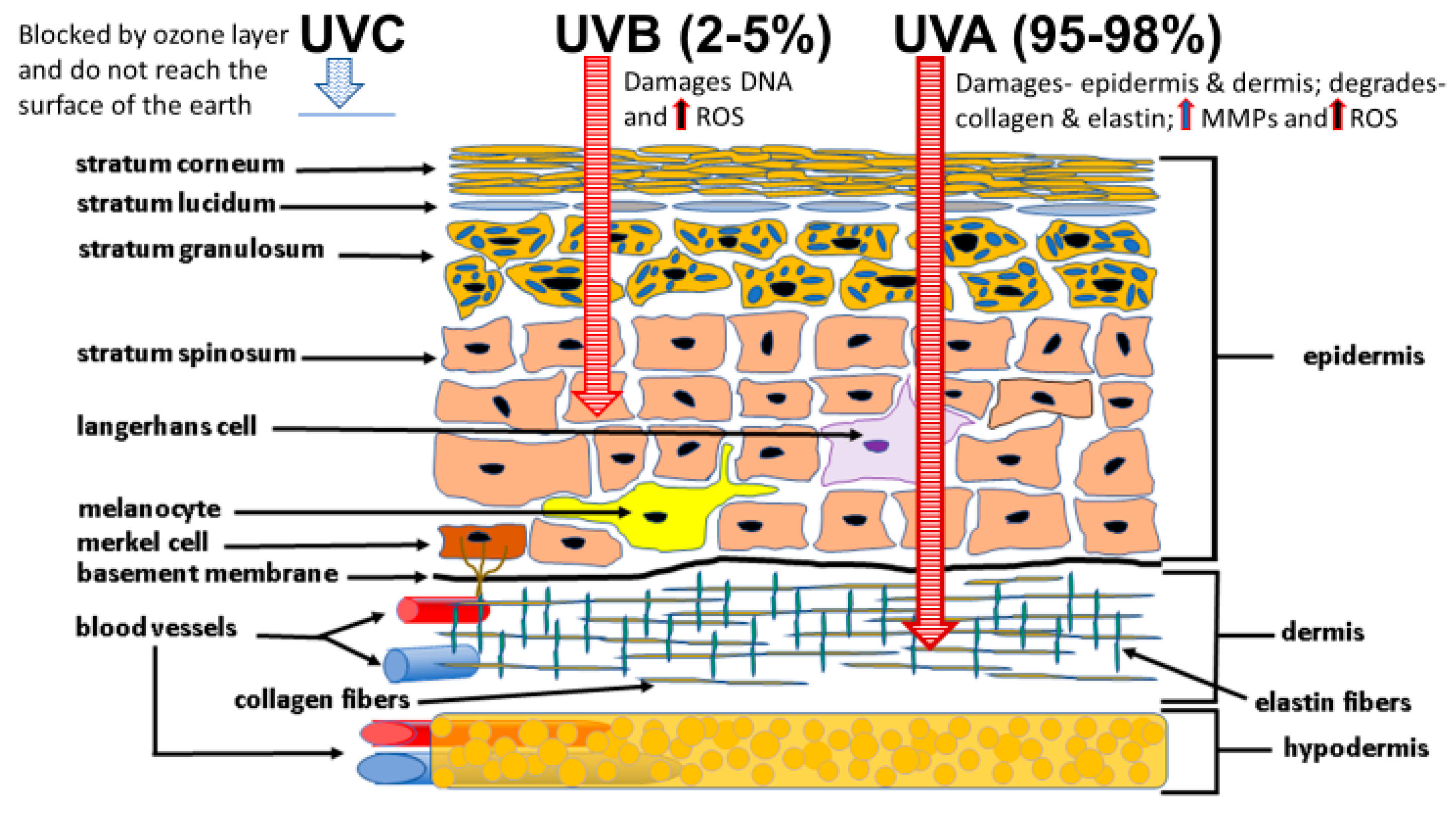 Cosmetics 05 00016 g002