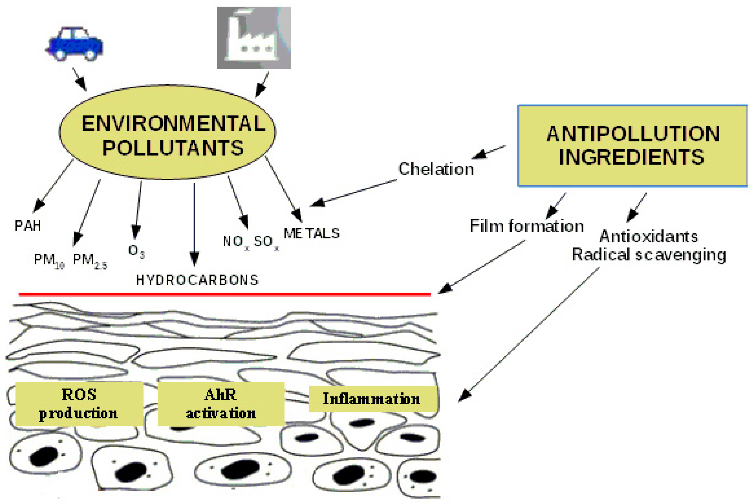Cosmetics 05 00019 g001