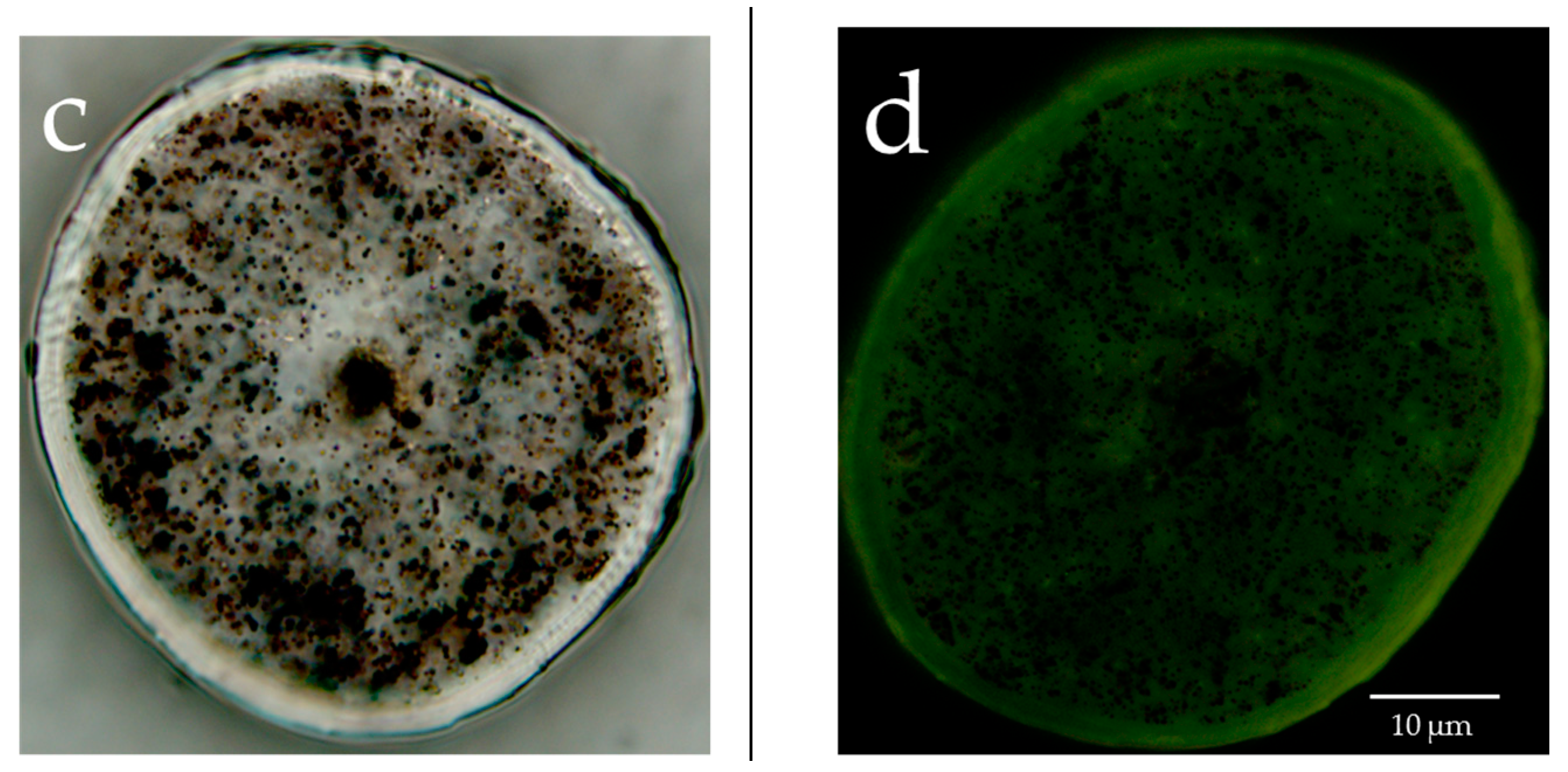 Cosmetics 05 00024 g002b