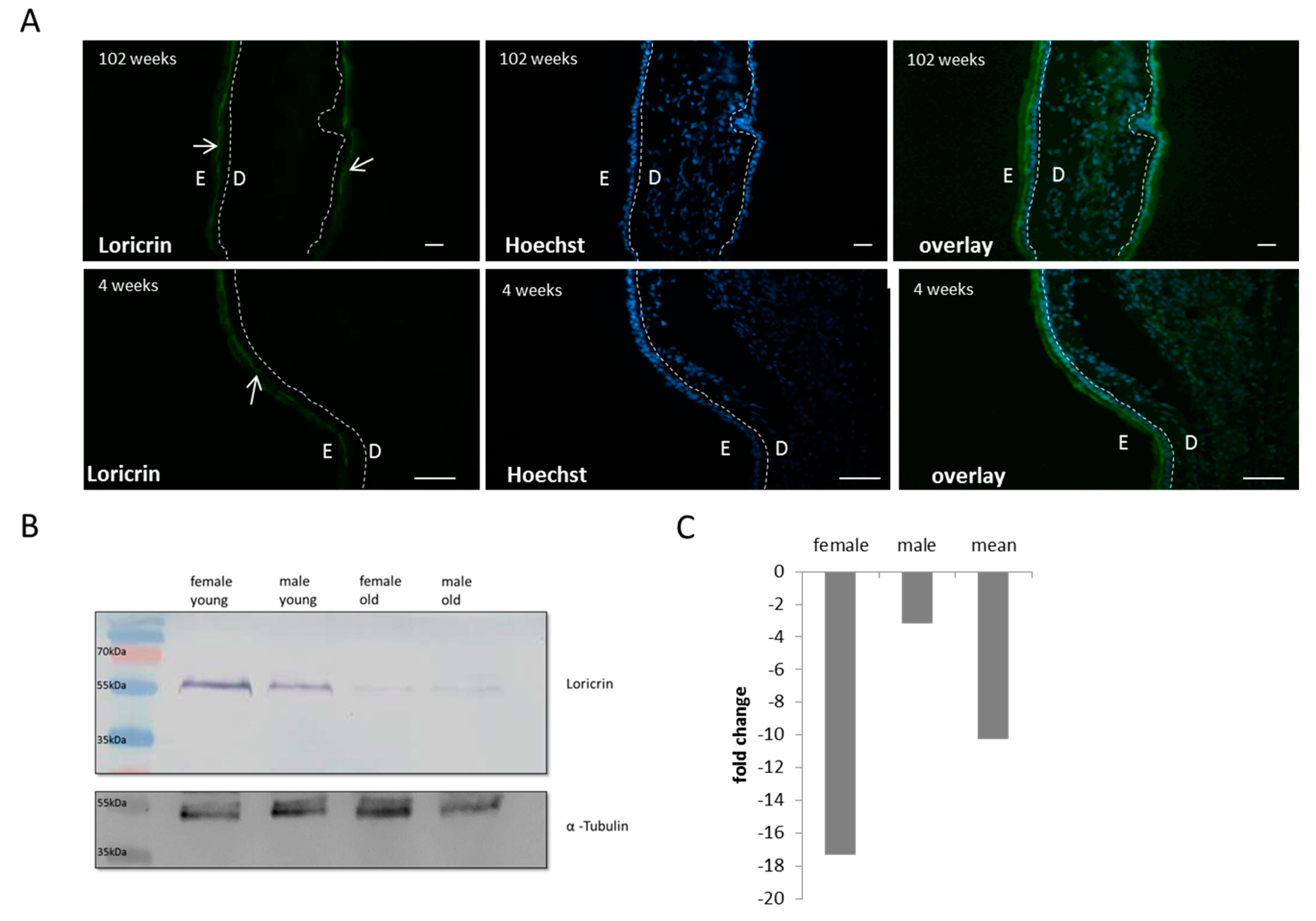 Cosmetics 05 00035 g004
