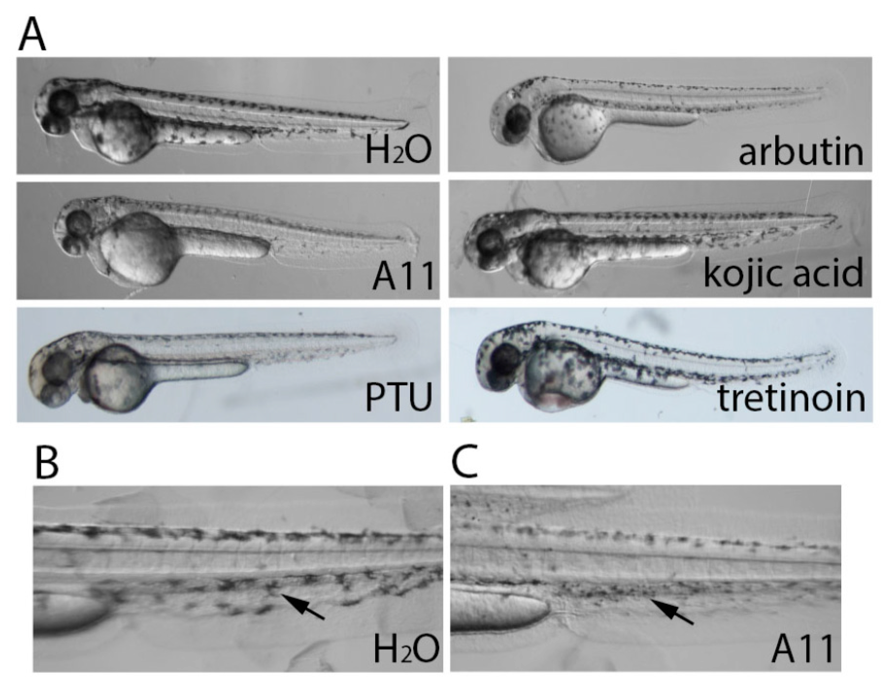 Cosmetics 05 00045 g004