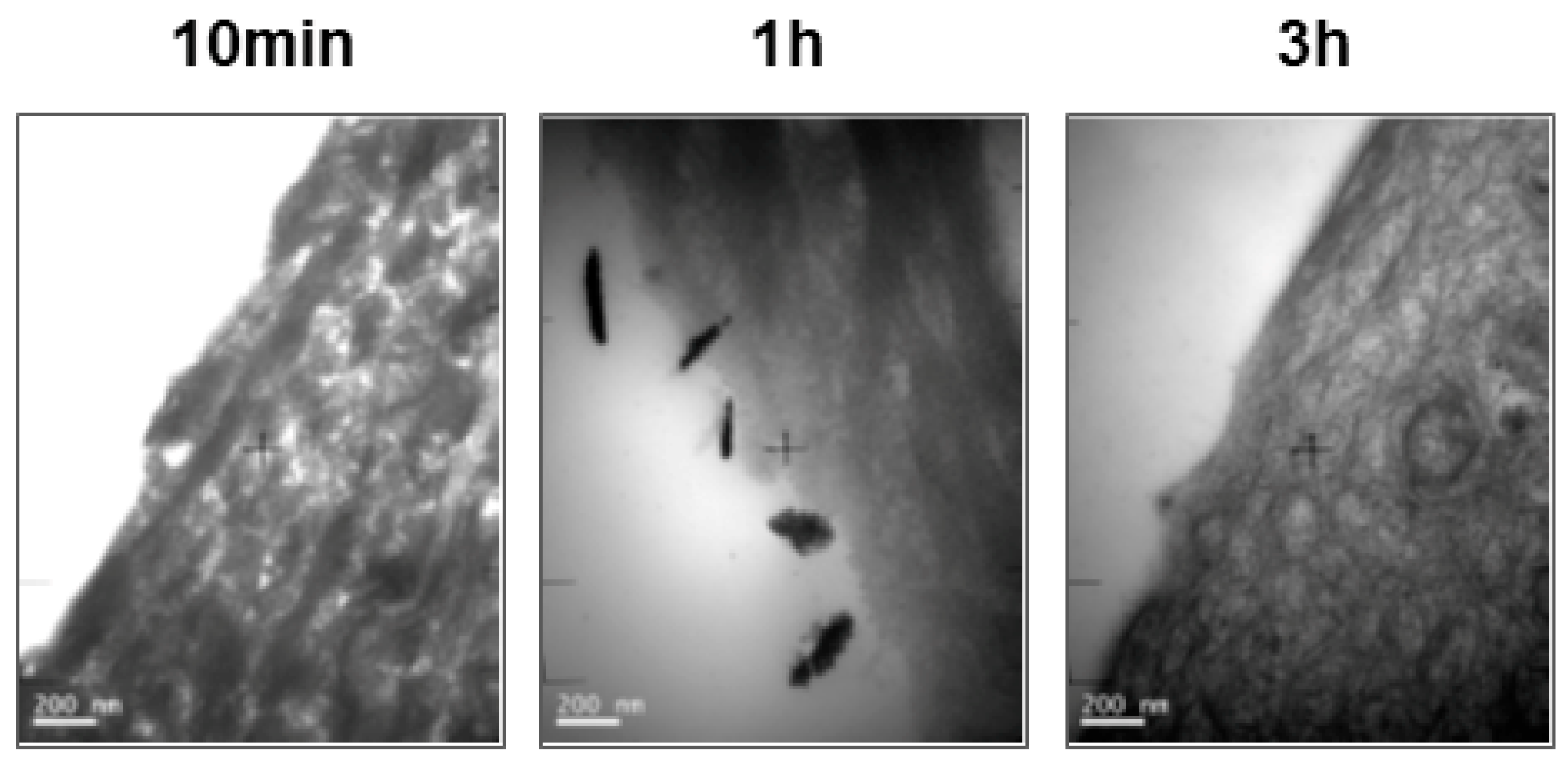 Cosmetics 05 00053 g004