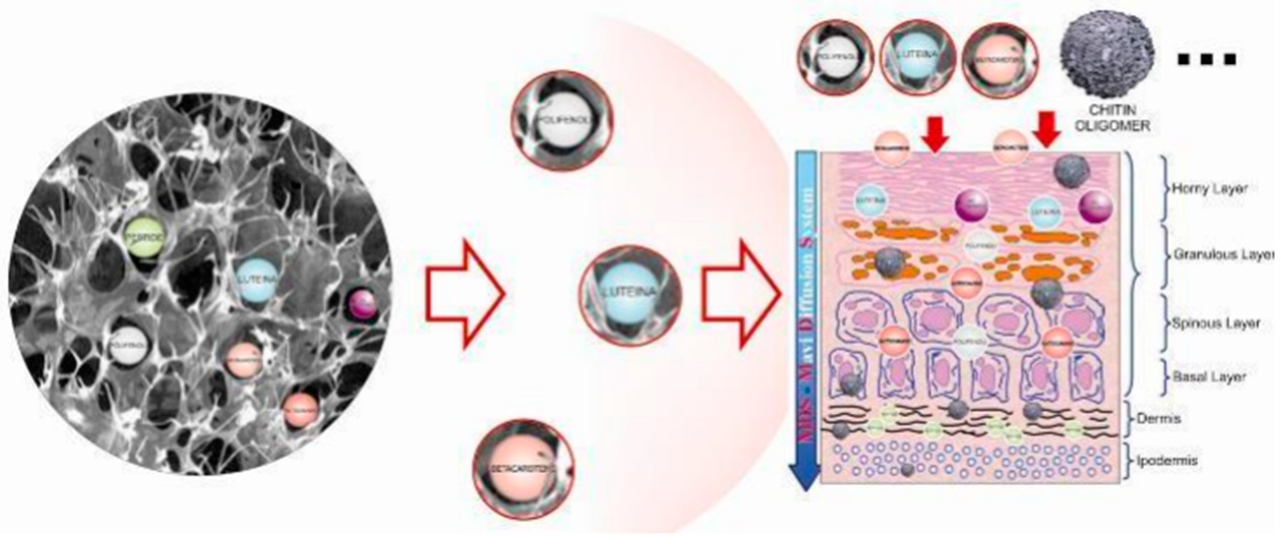 Cosmetics 06 00010 g013
