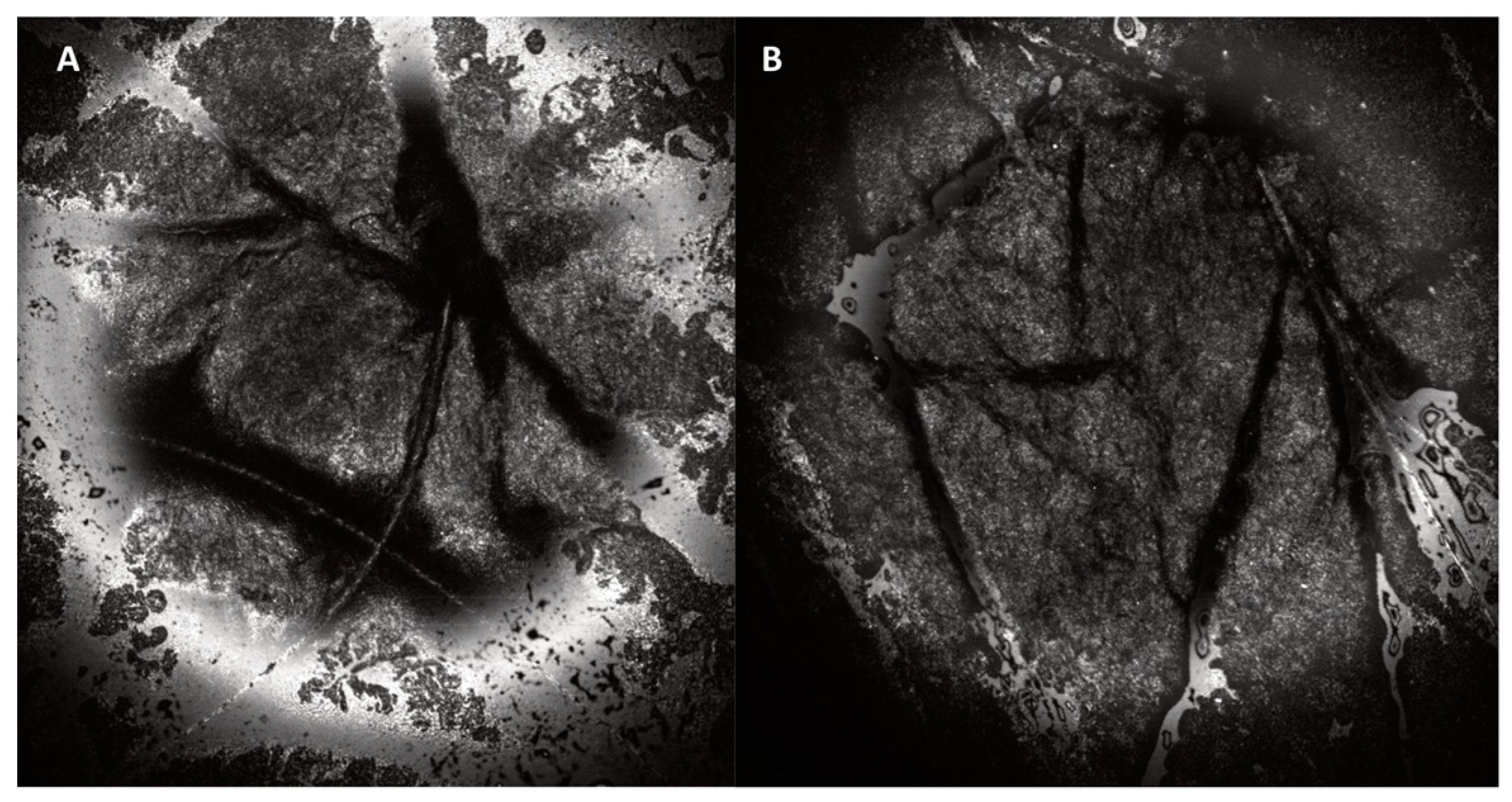 Cosmetics 06 00020 g004