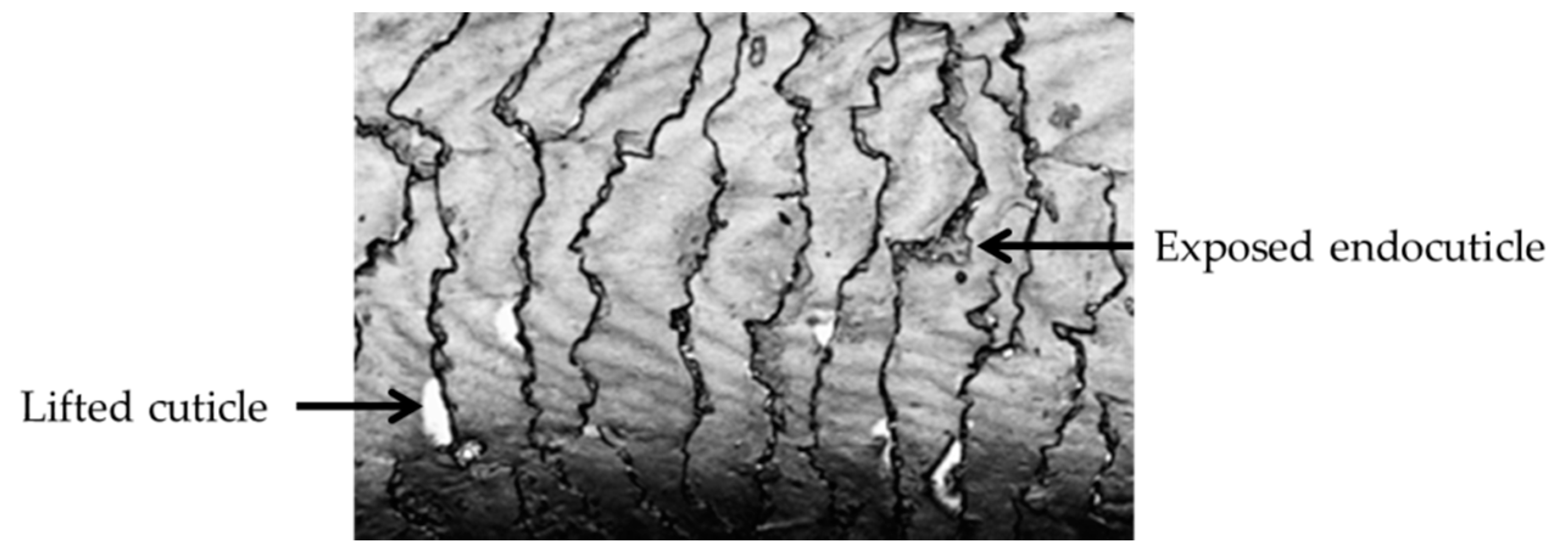 Cosmetics 06 00036 g001