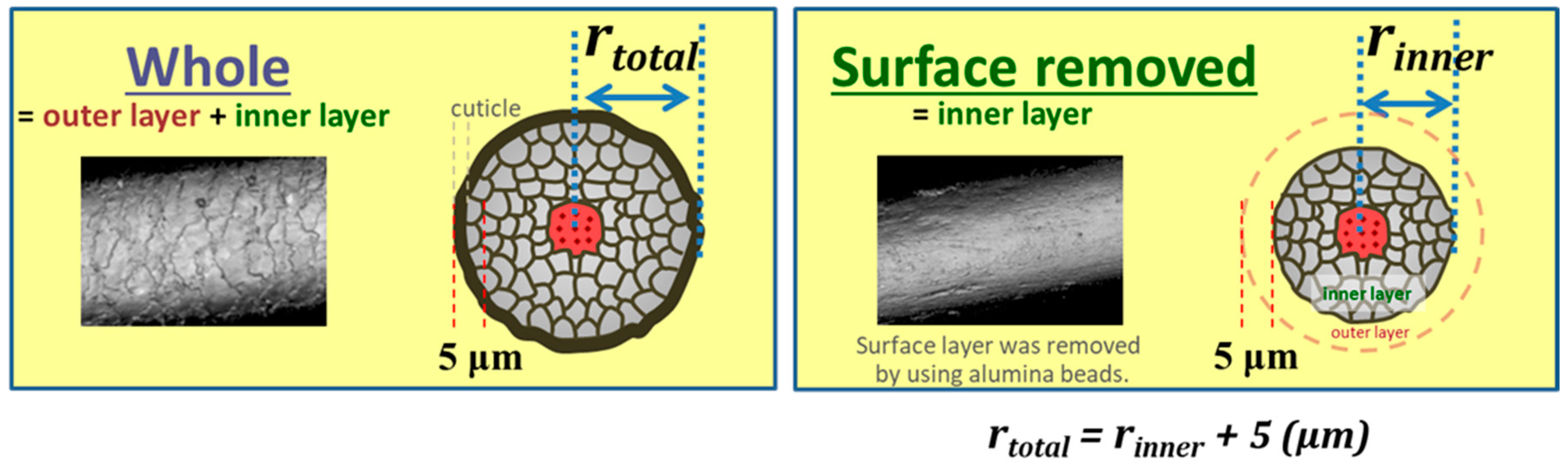 Cosmetics 06 00040 g001