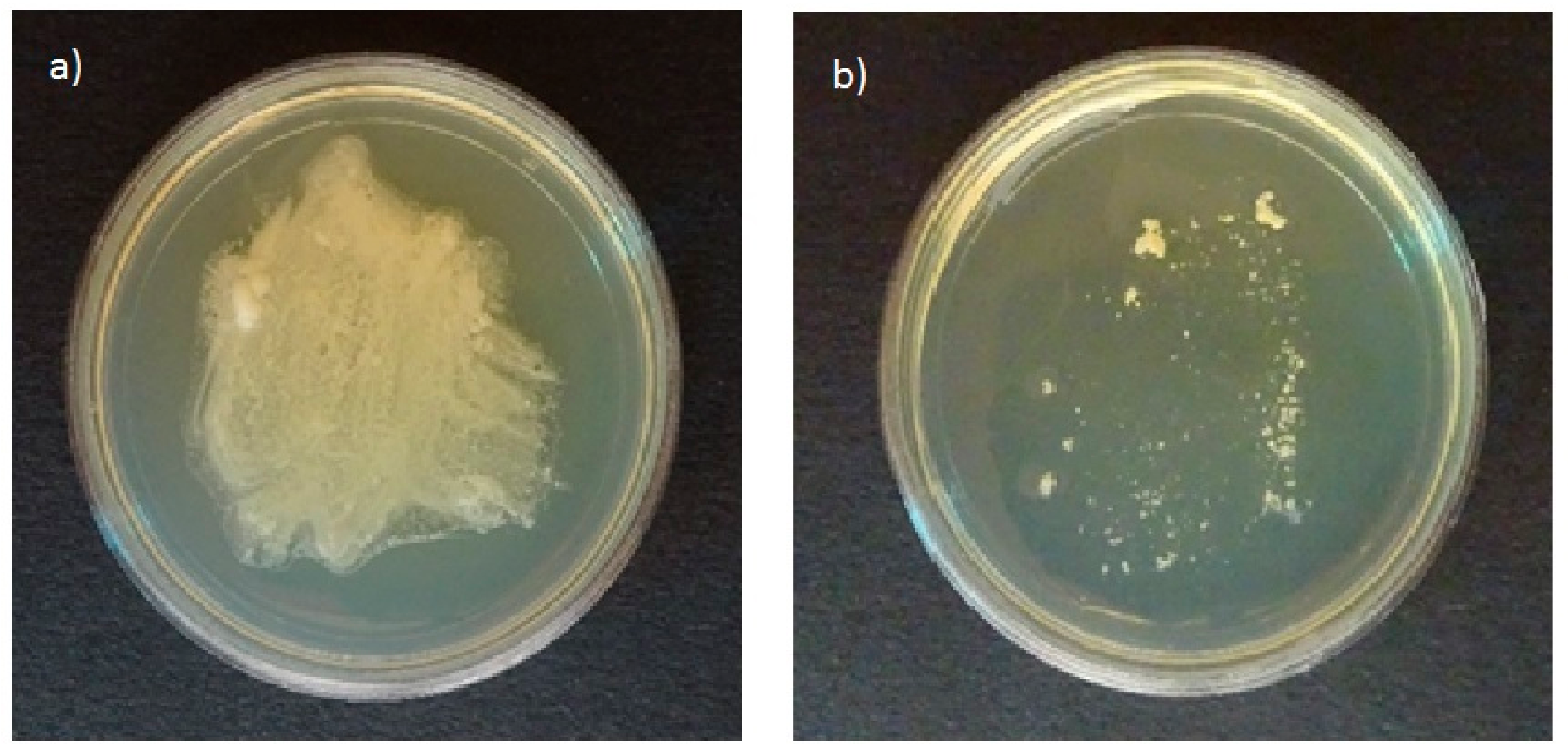 Cosmetics 06 00045 g001