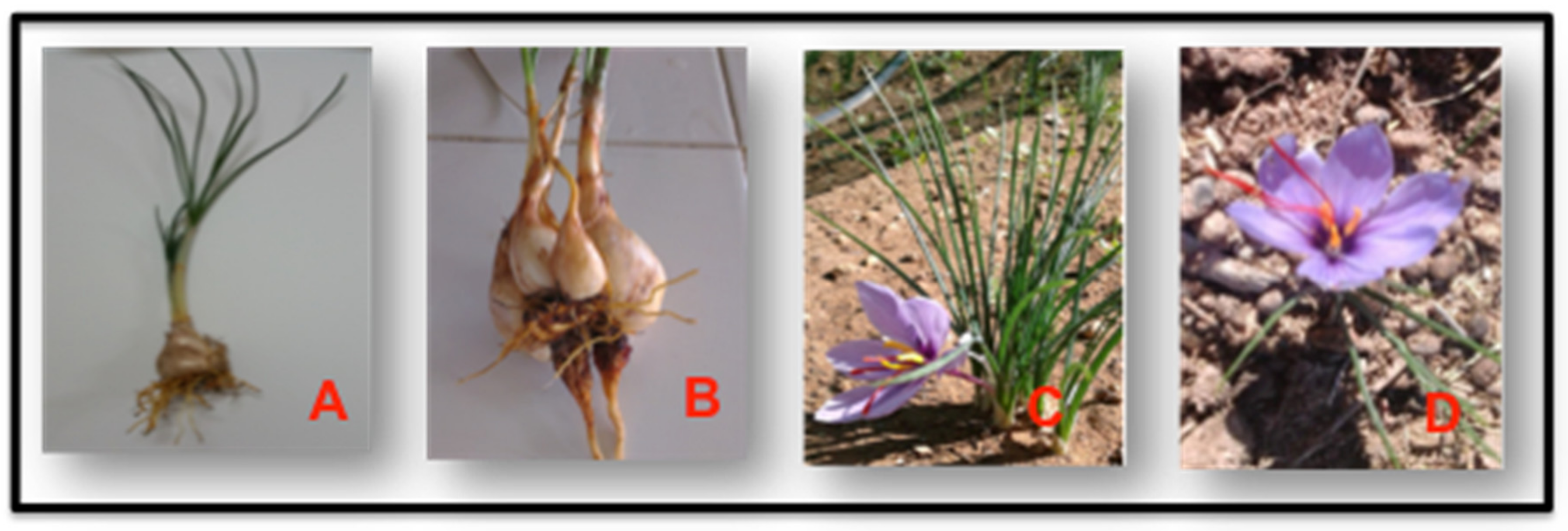 Cosmetics 06 00063 g001