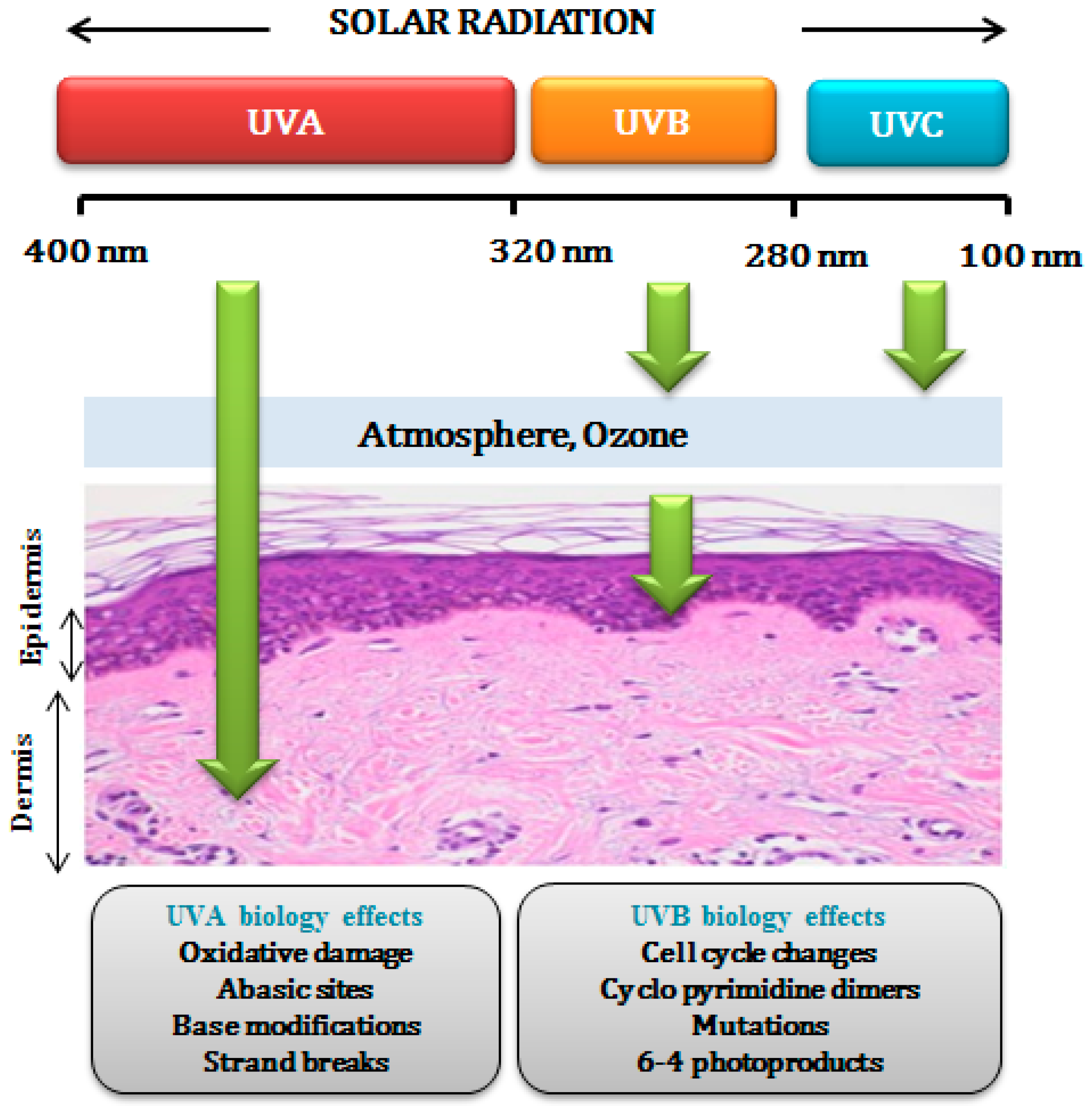 Cosmetics 06 00064 g001