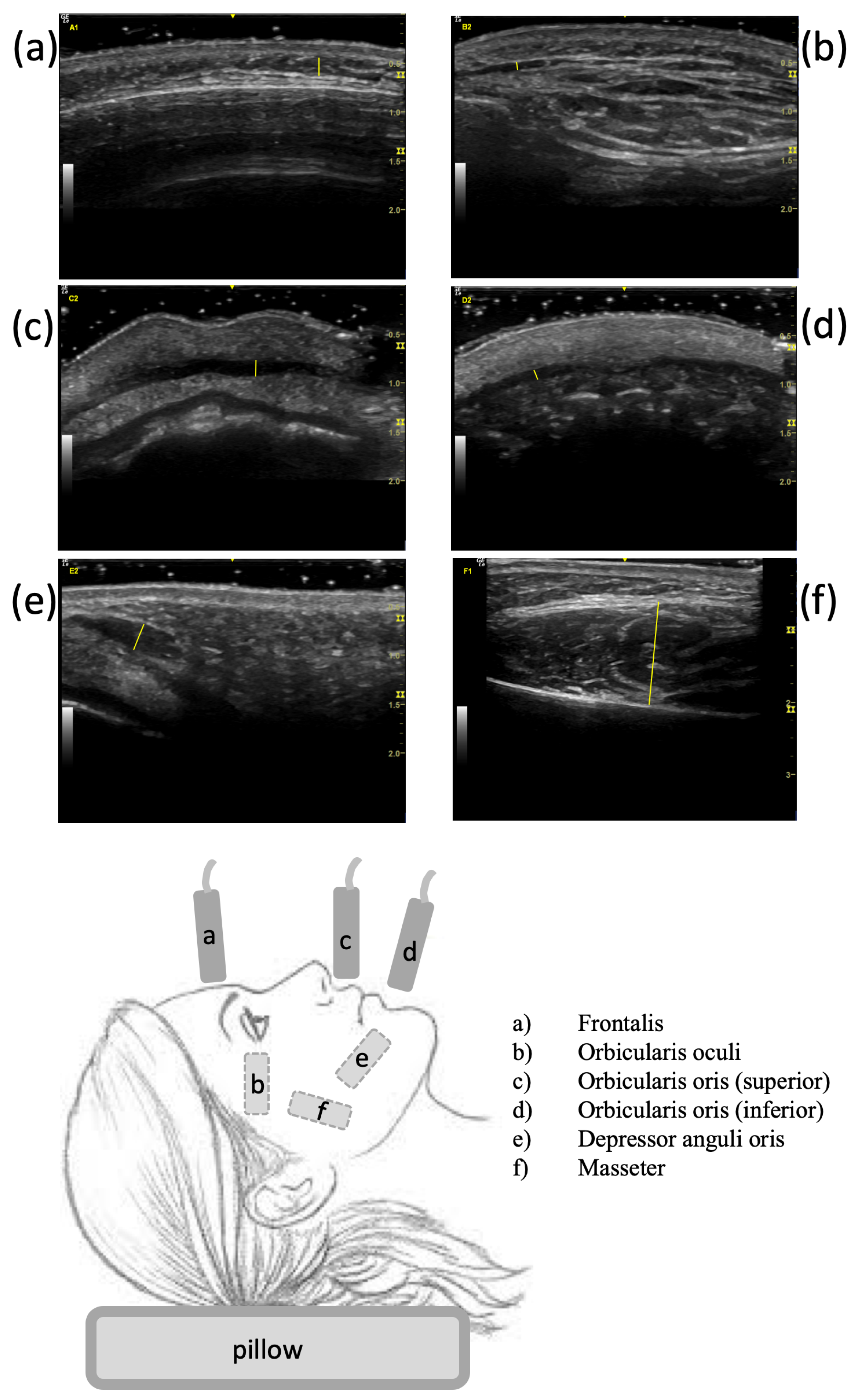 Cosmetics 06 00065 g001