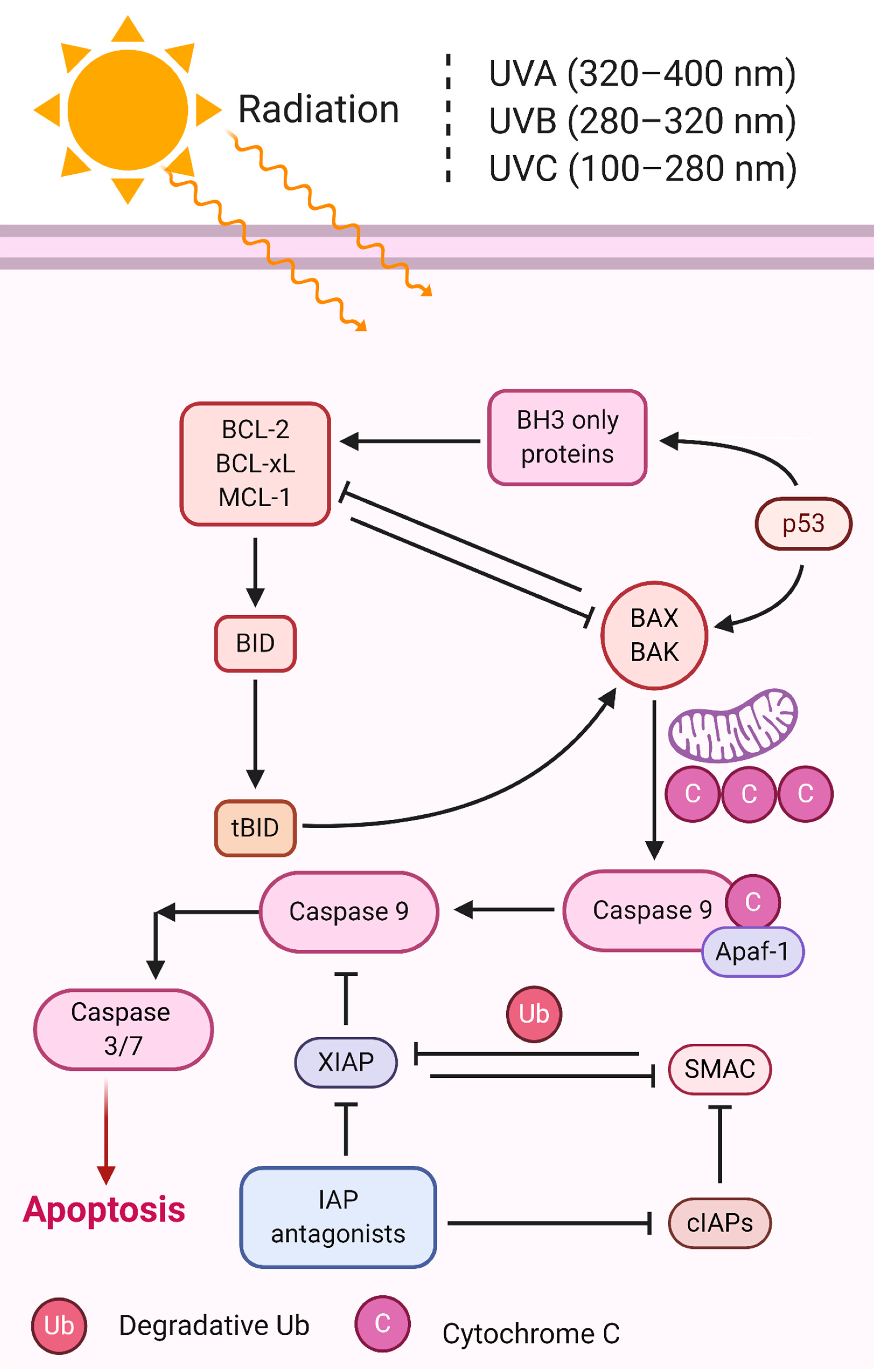 Cosmetics 07 00024 g004