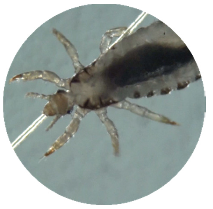 Cosmetics 07 00025 g005 Cosmetics 07 00025 g005