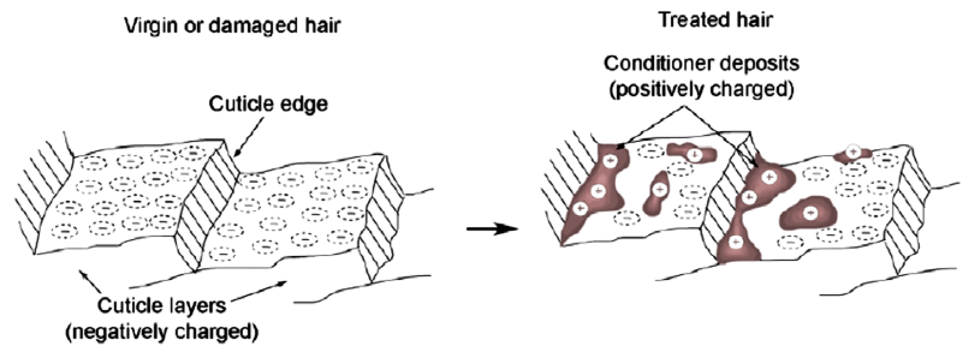 Cosmetics 07 00026 g003